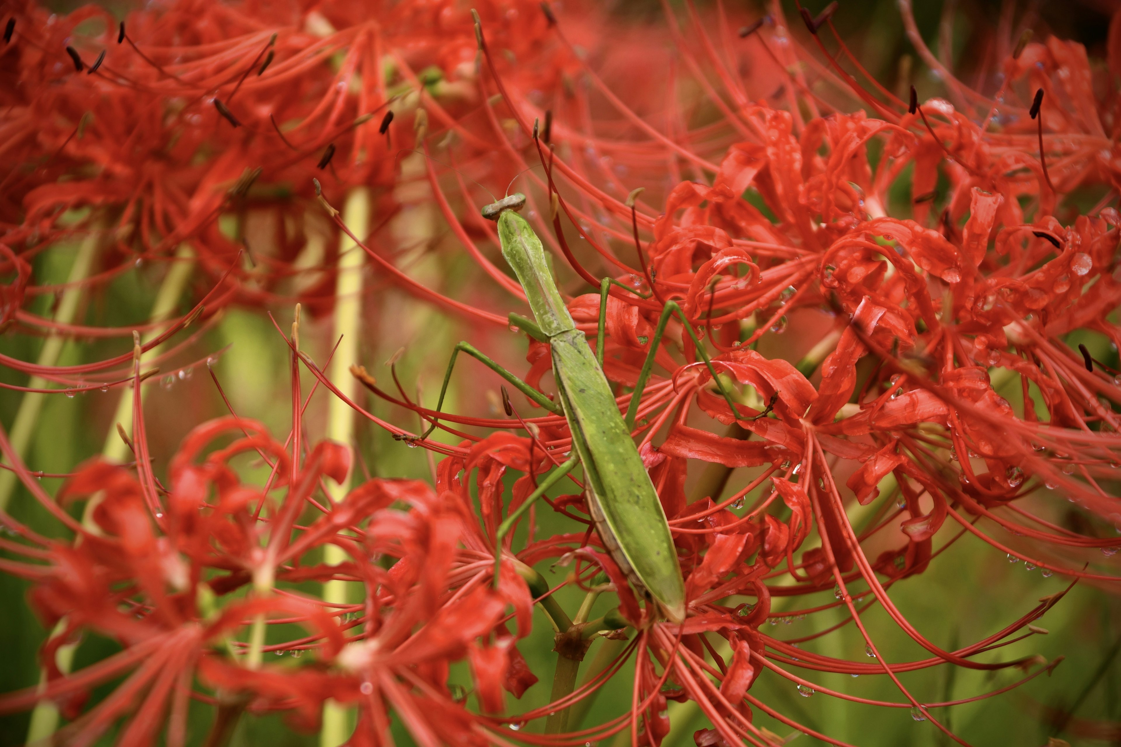 Mante verte parmi des lys araignées rouges vibrants