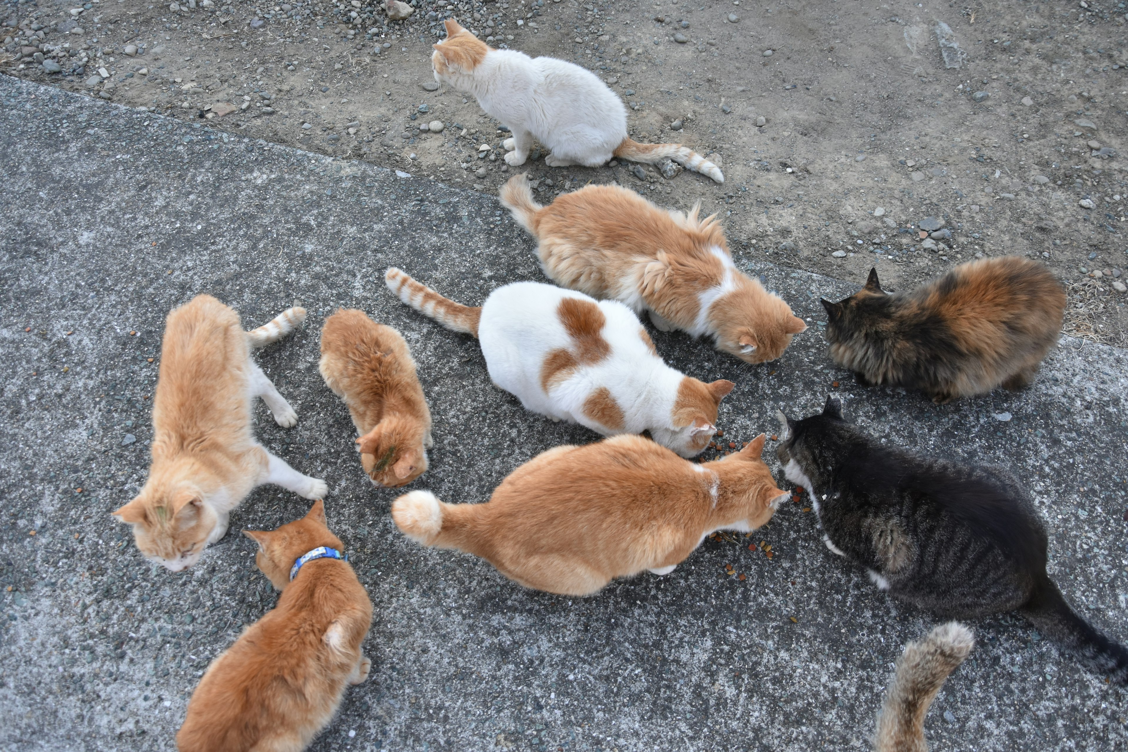 Sekelompok kucing berkumpul di tanah