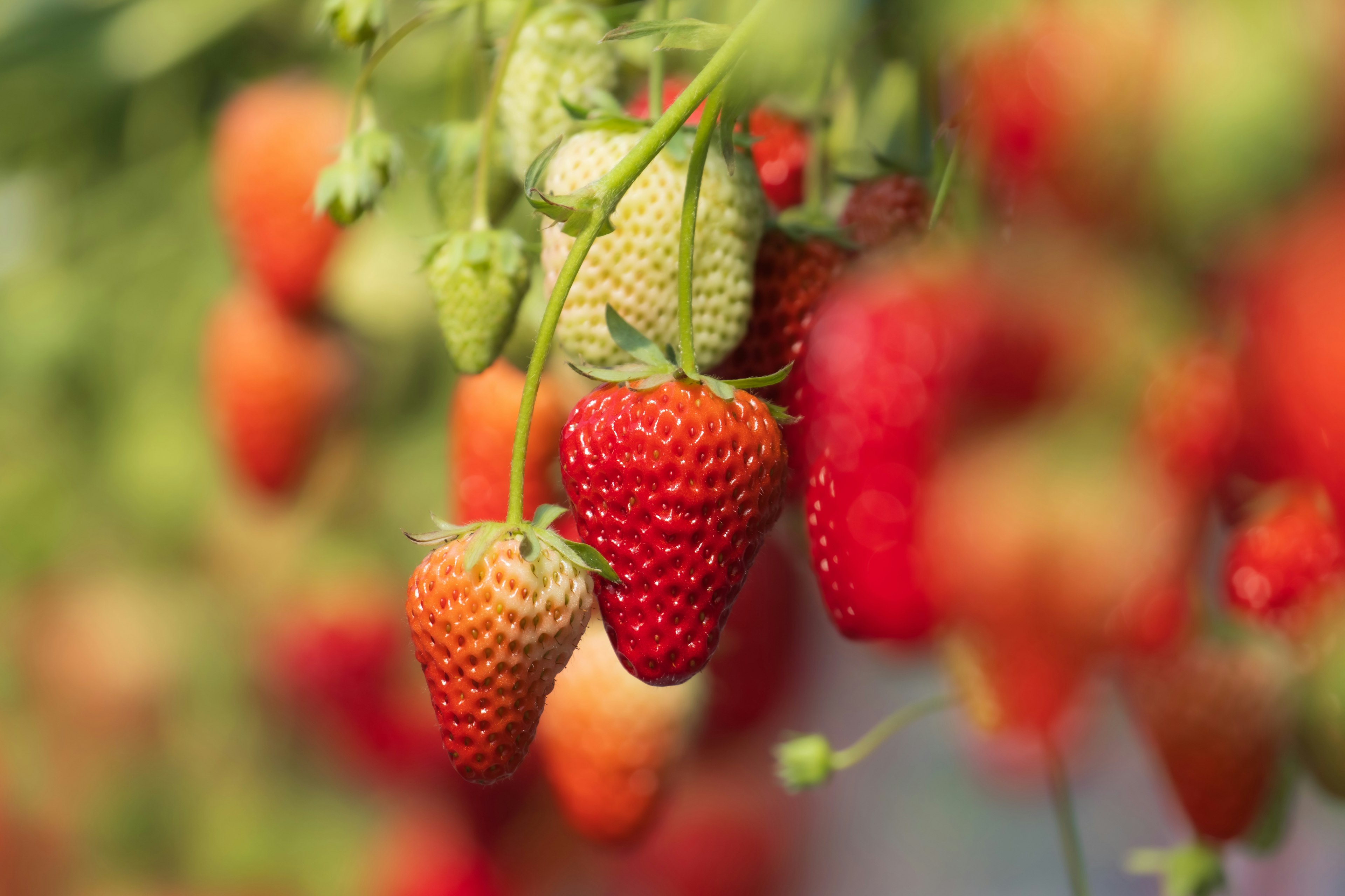 Vibrant red strawberries and green unripe strawberries hanging