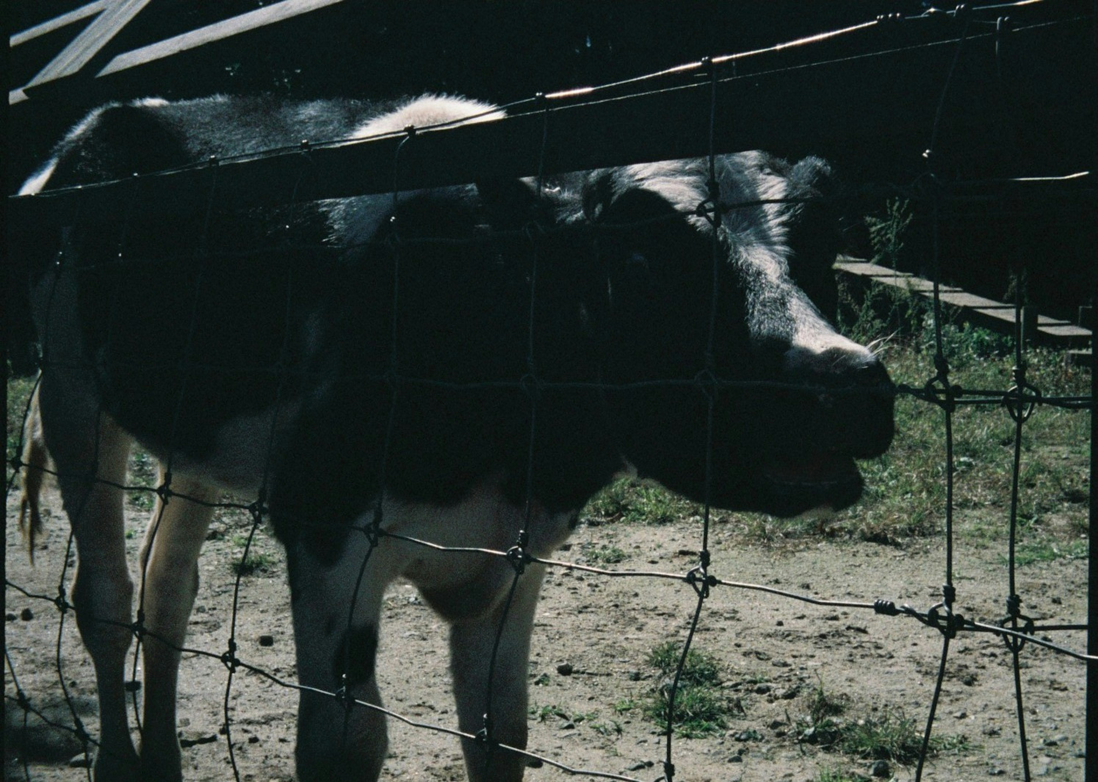 Vache noire et blanche vue à travers une clôture