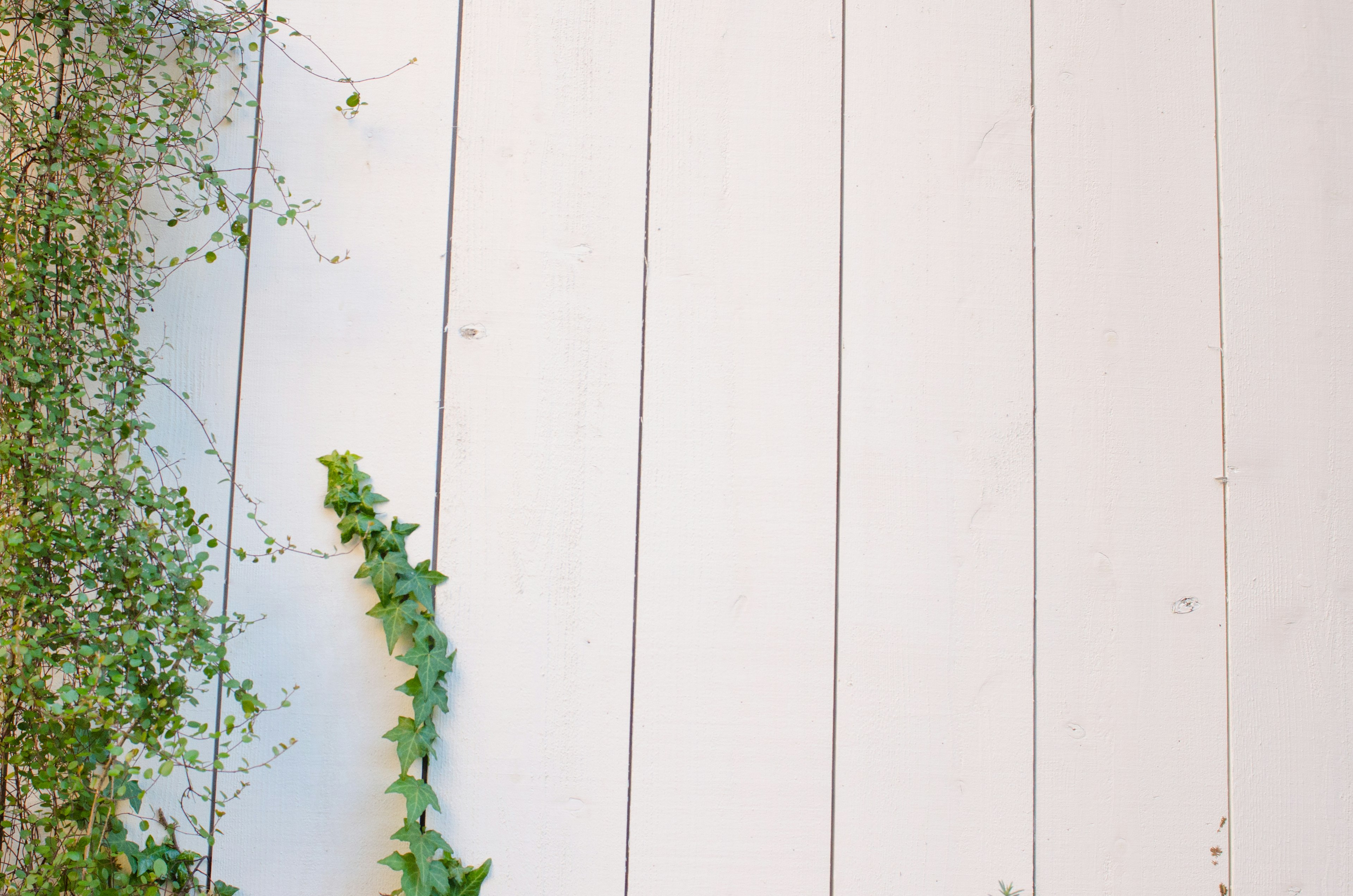 Planta trepadora verde en una pared de madera blanca