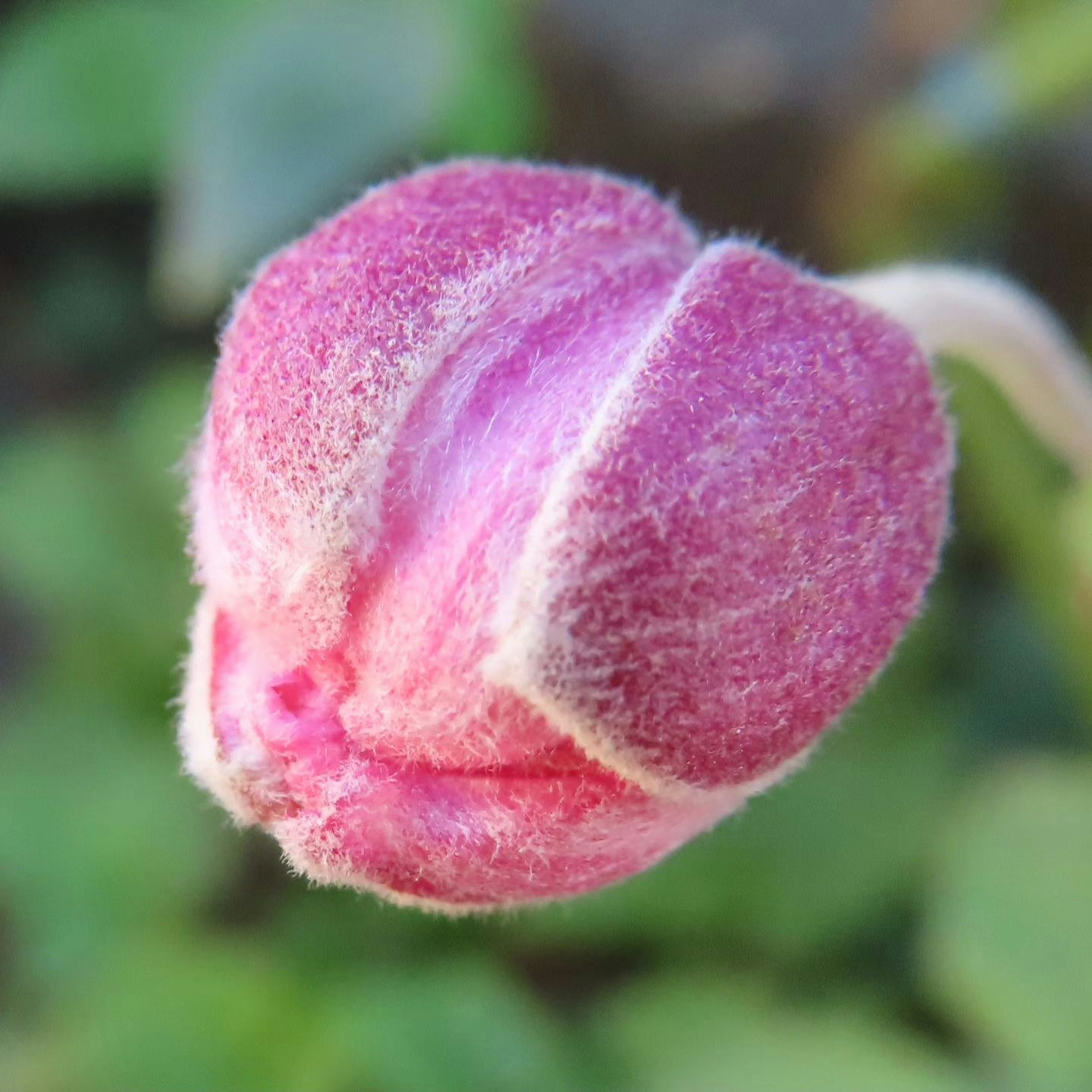 Primer plano de un capullo de flor rosa con textura peluda contra un fondo verde