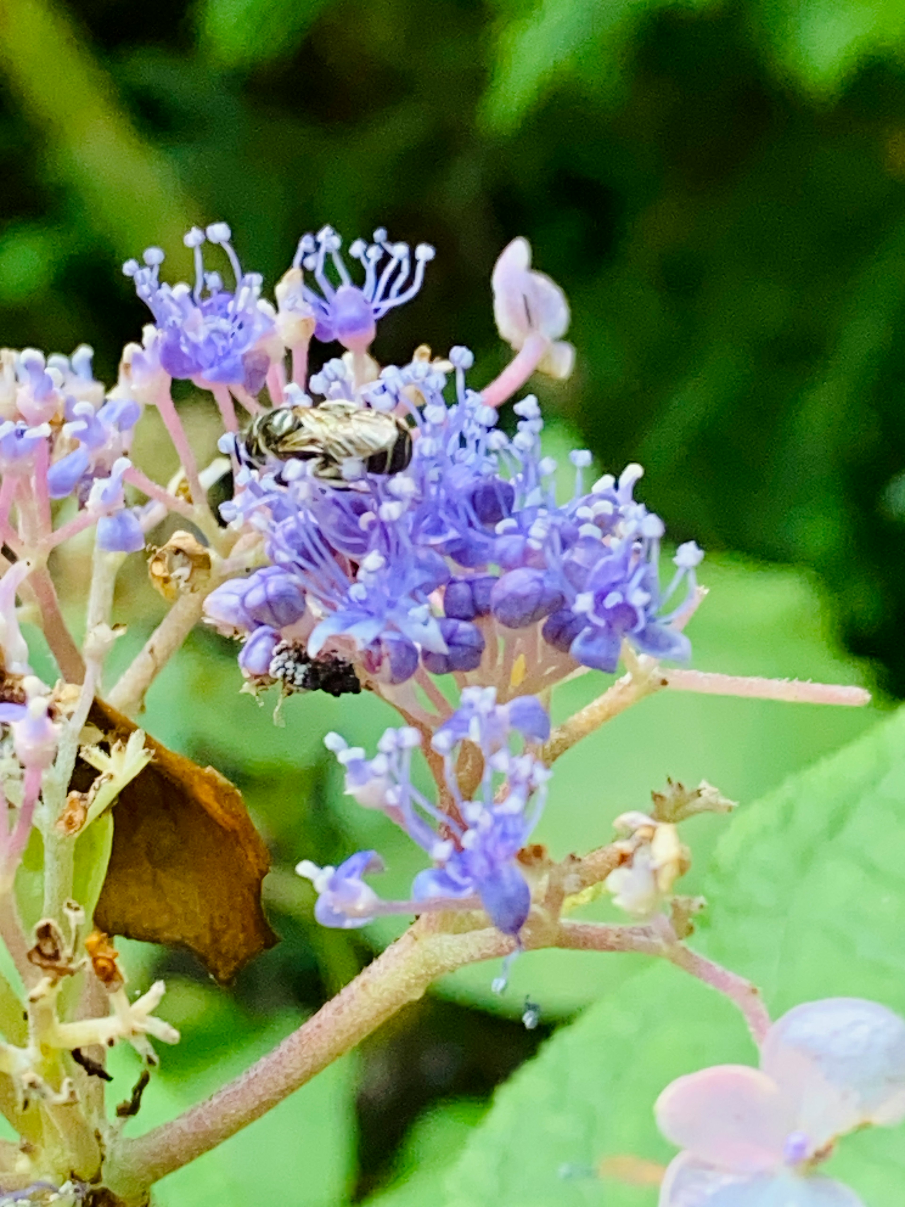 Close-up of delicate purple flowers with a small insect