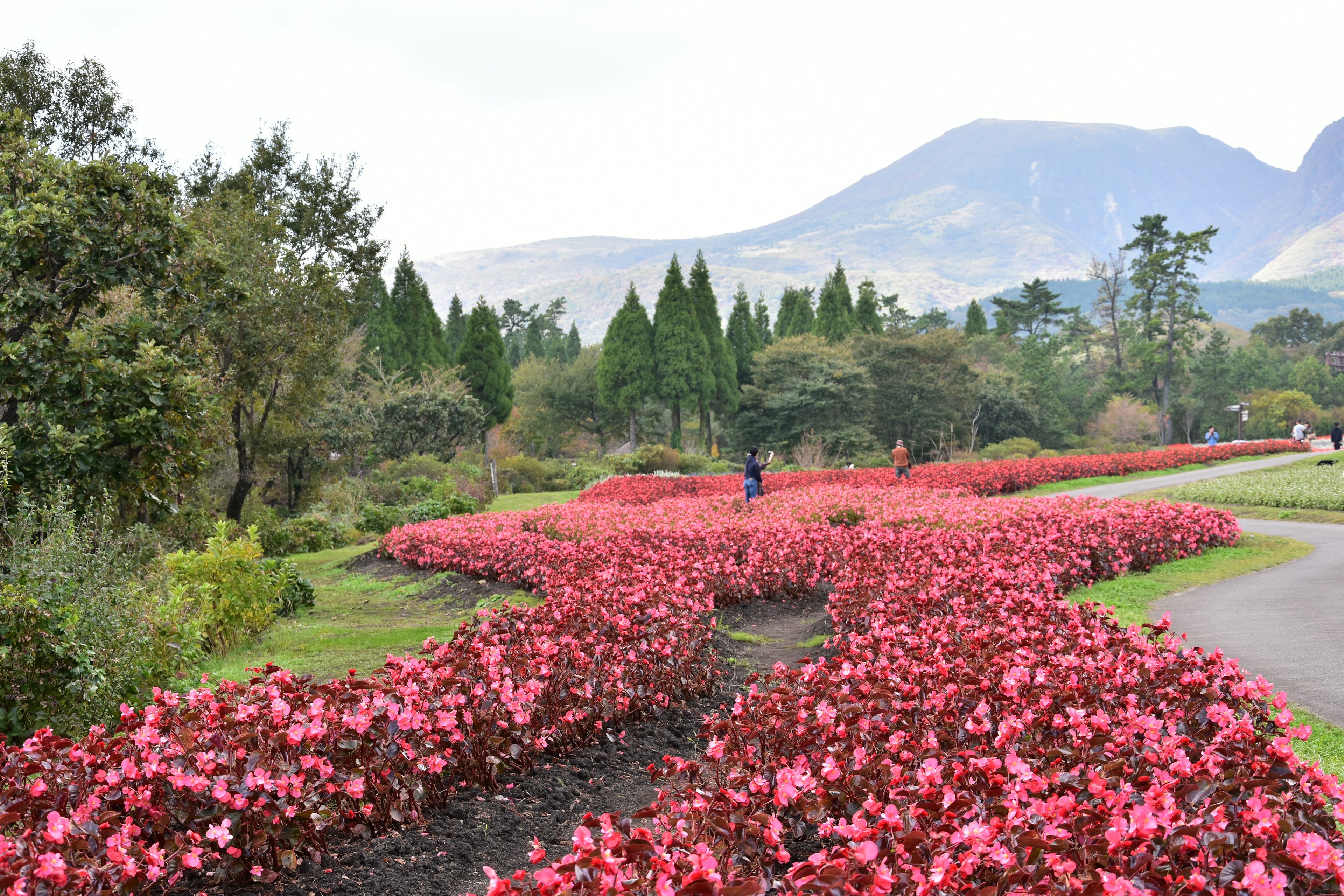 สวนดอกไม้สดใสพร้อมดอกไม้สีชมพูและภูเขาในระยะไกล