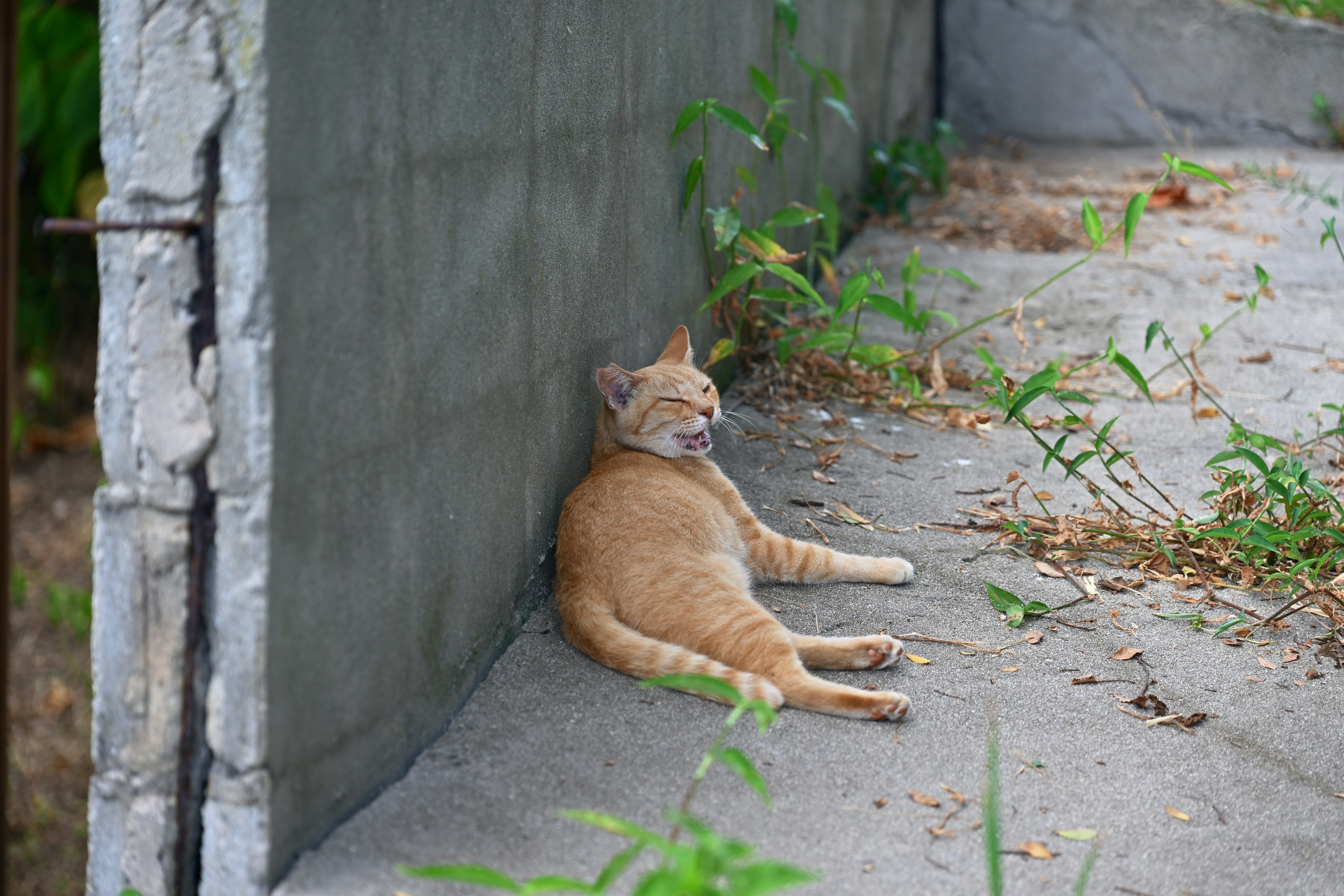 Chat orange adossé à un mur