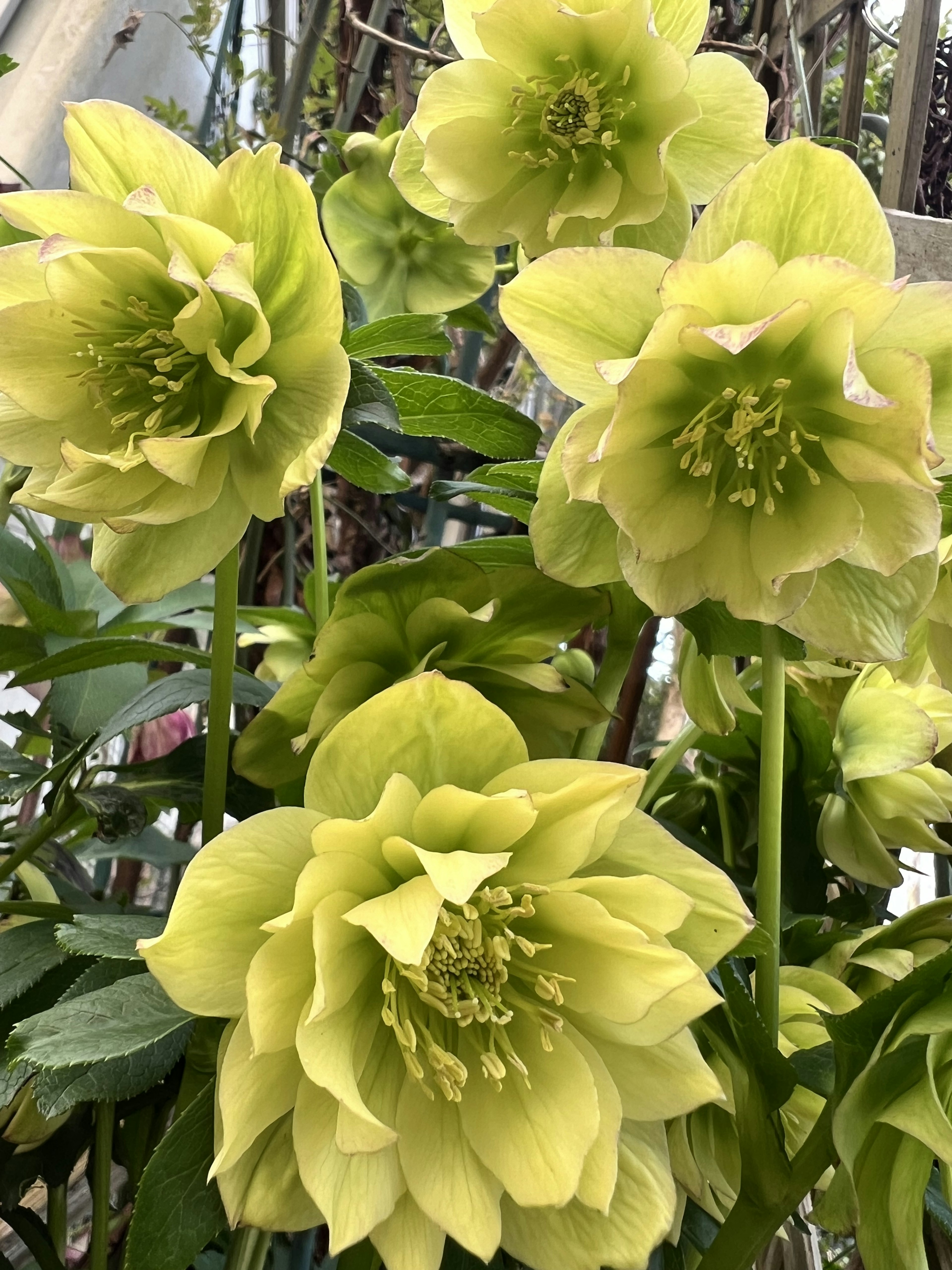 Cluster of pale green Helleborus flowers in bloom