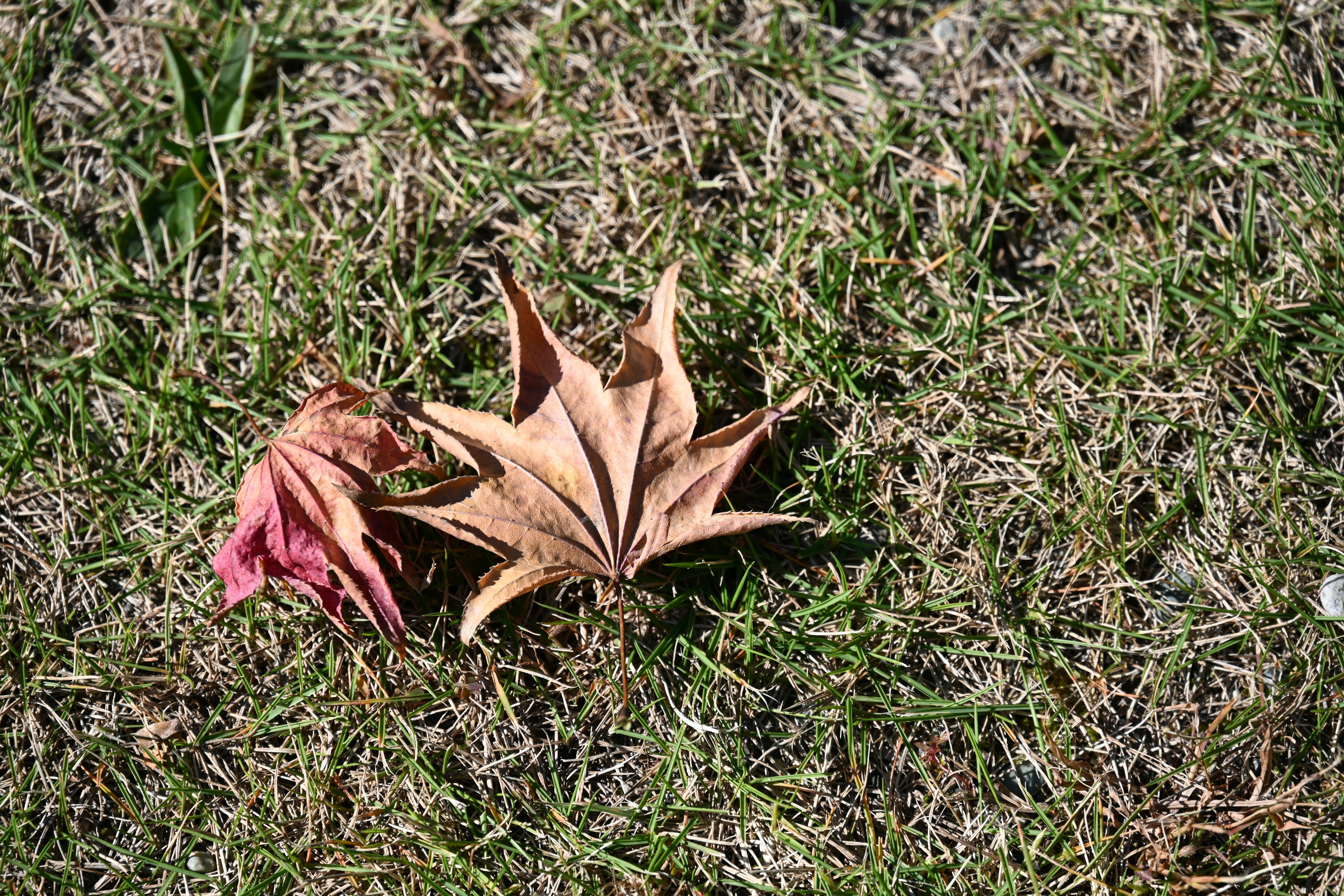 Dried brown leaf and red leaf on green grass