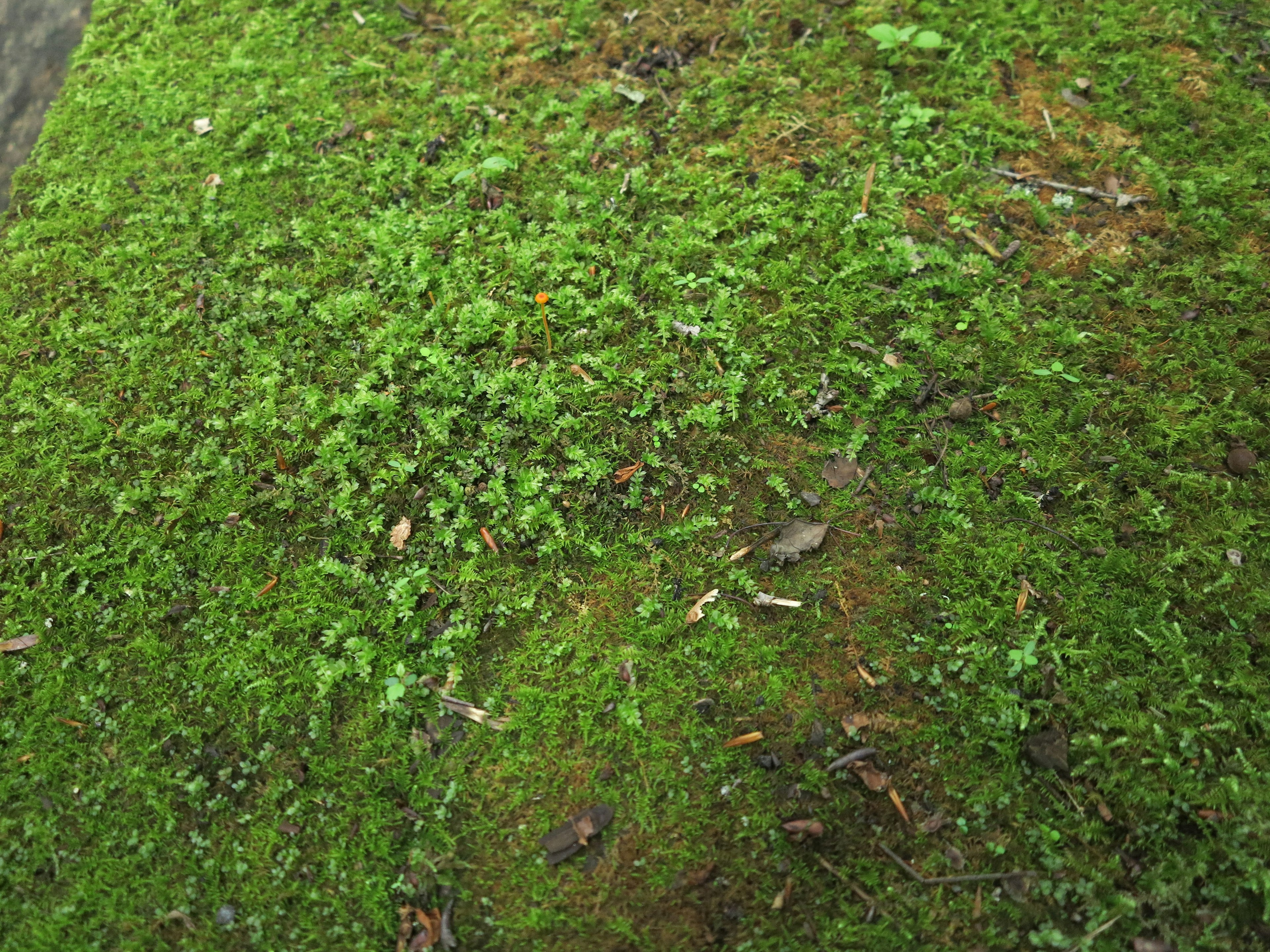 Lush green grass with small plants and leaves scattered