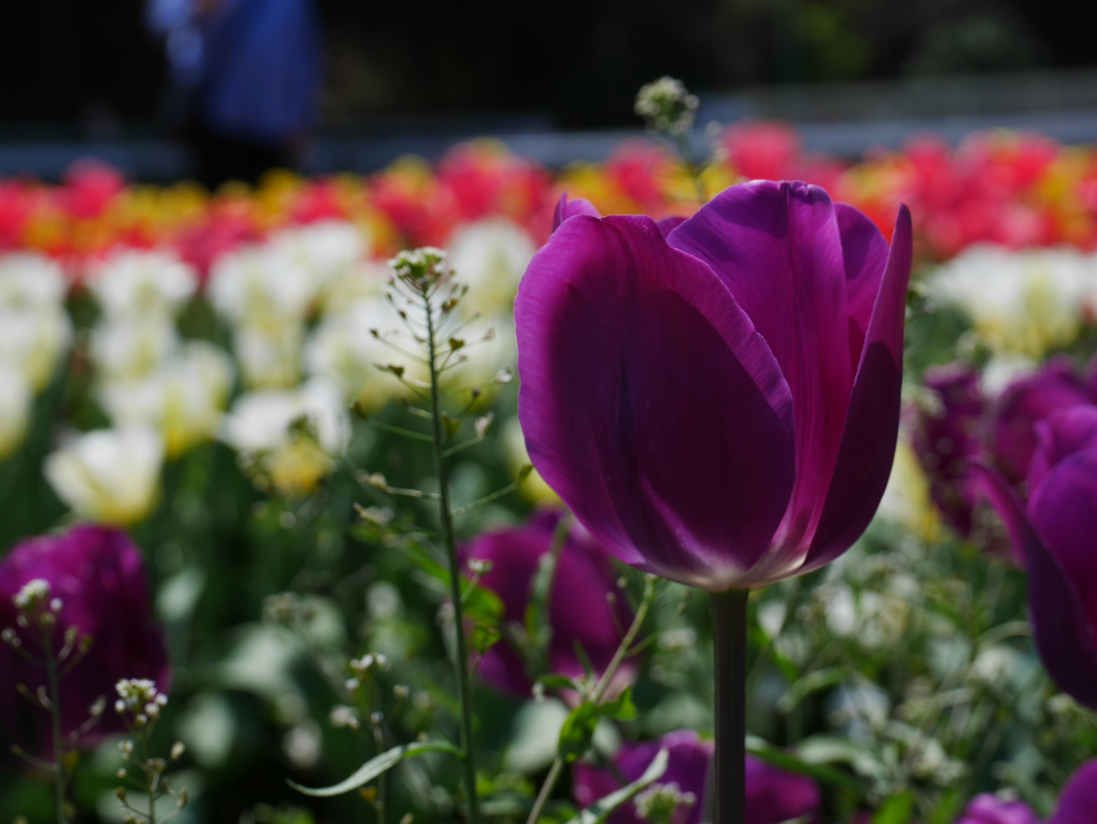 Sebuah tulip ungu mekar di antara ladang bunga yang cerah