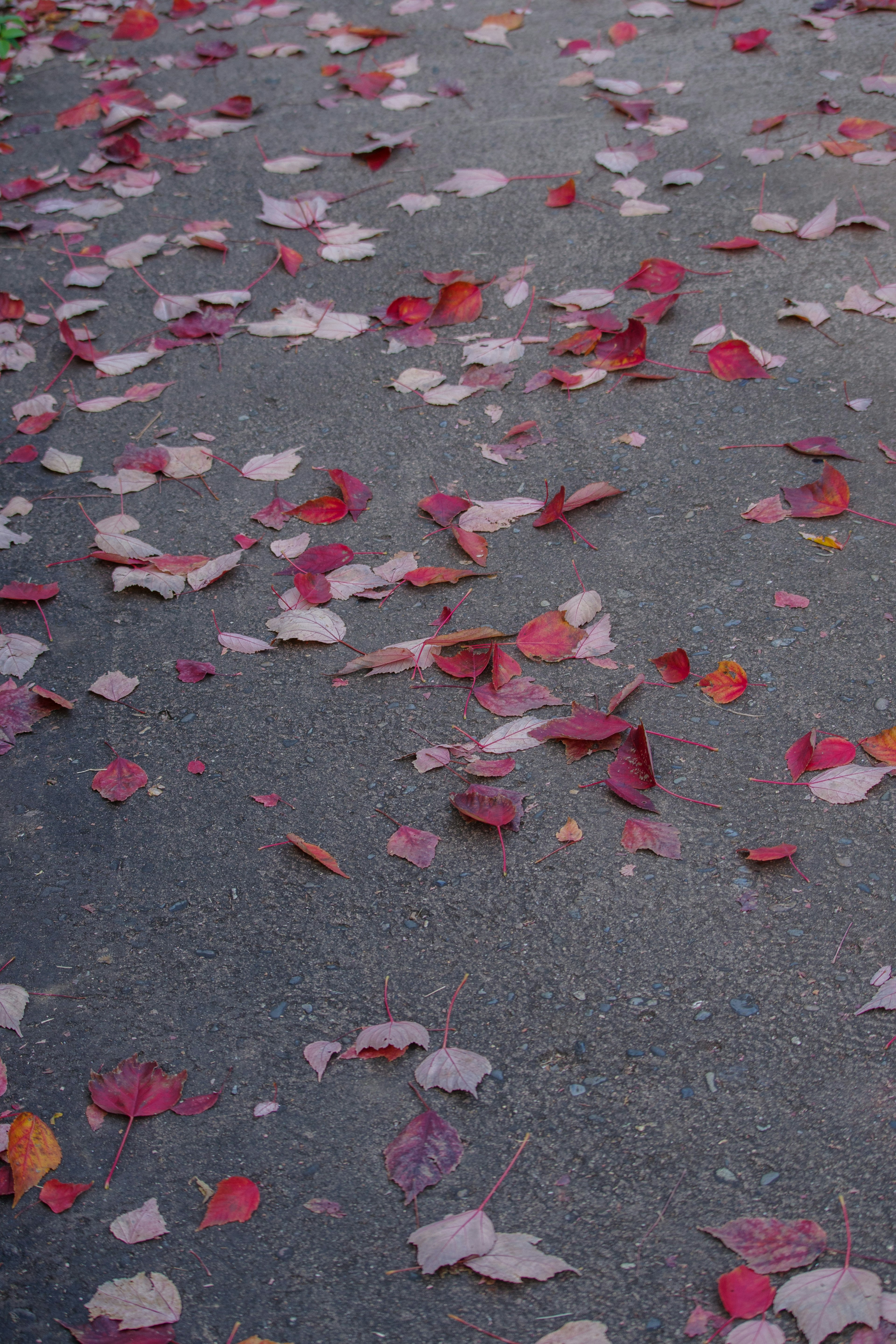 Paved path covered with scattered red and orange leaves