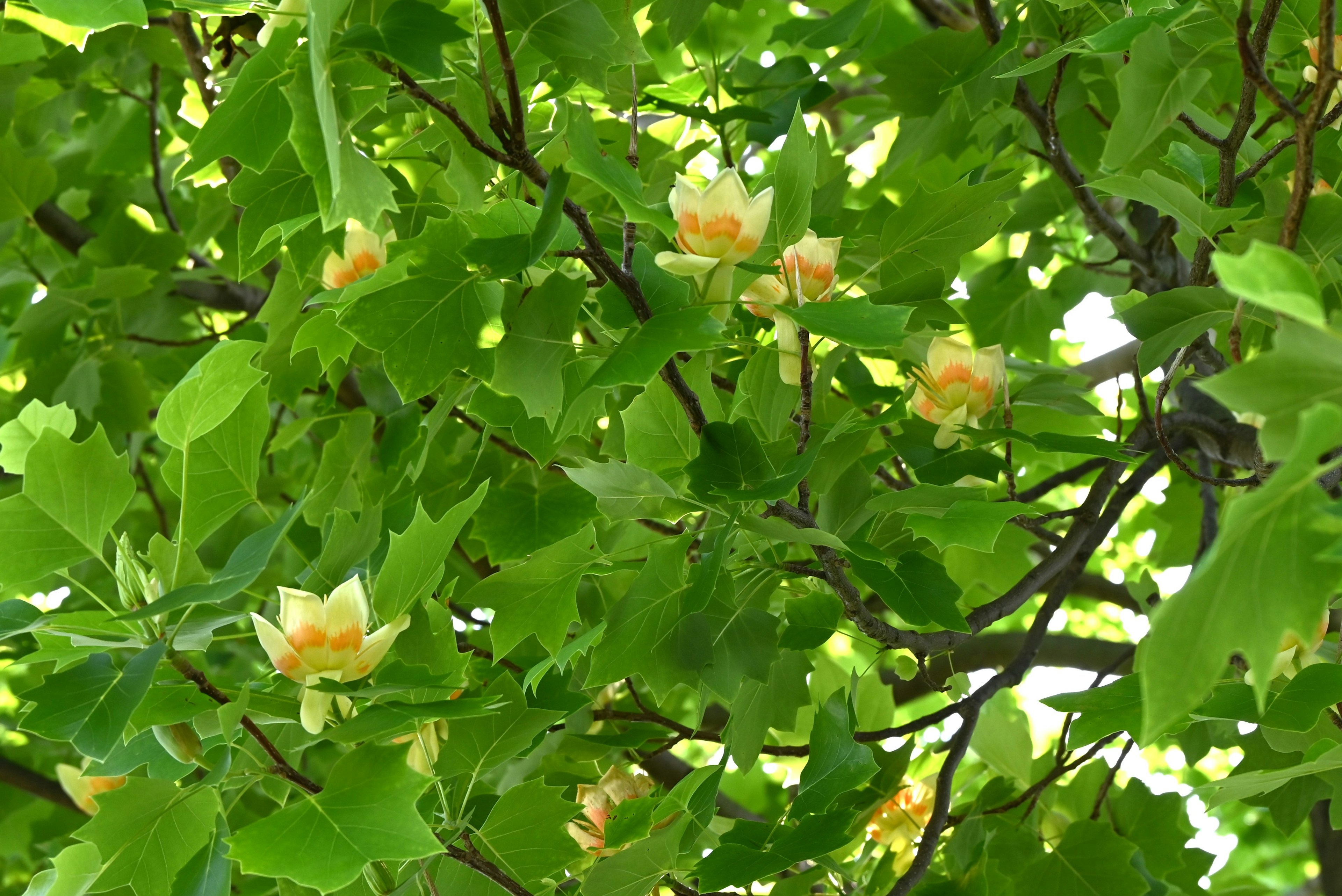 緑の葉とクリーム色の花が咲く木の枝