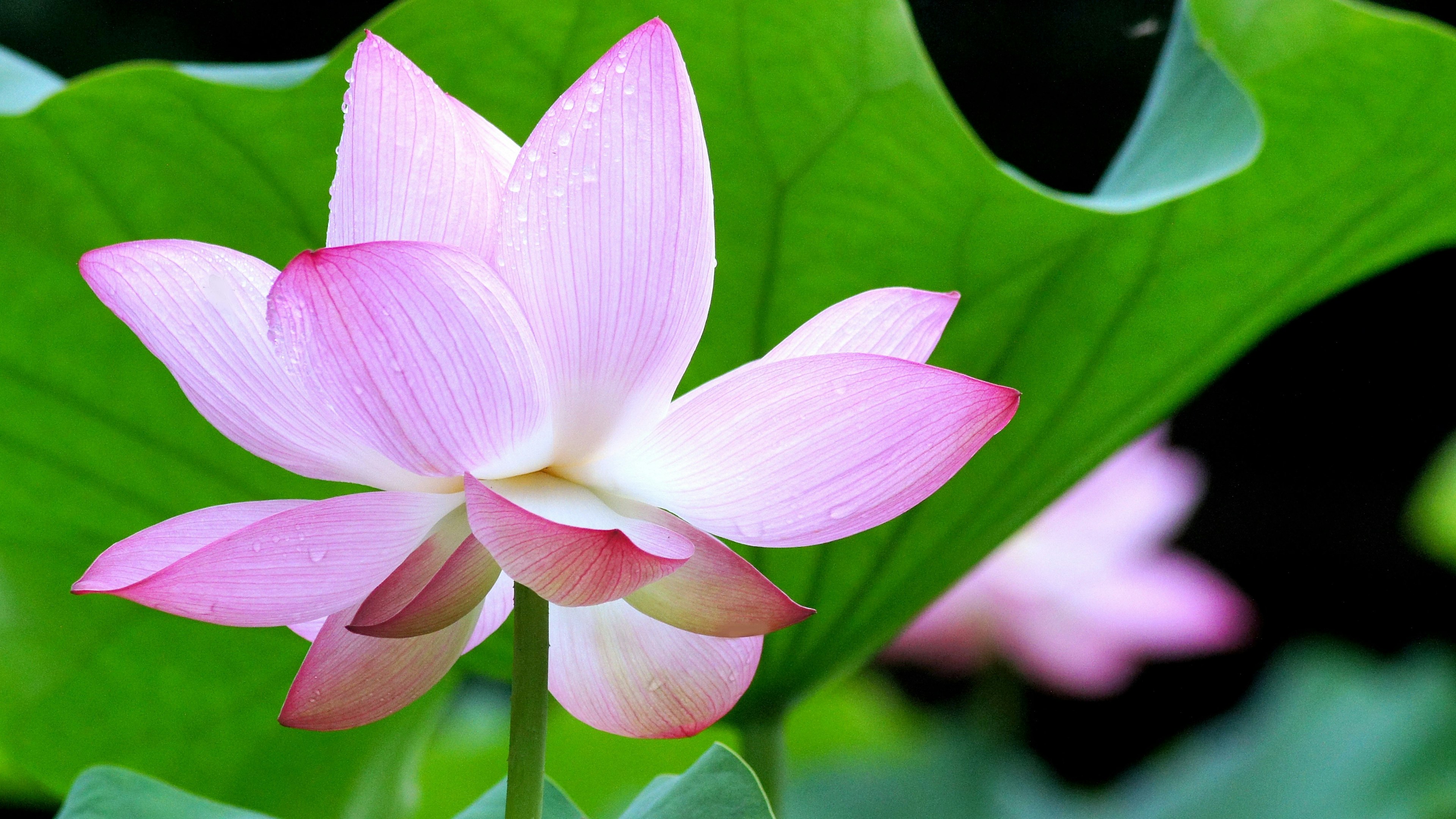 ピンクのハスの花と緑の葉が特徴的な画像