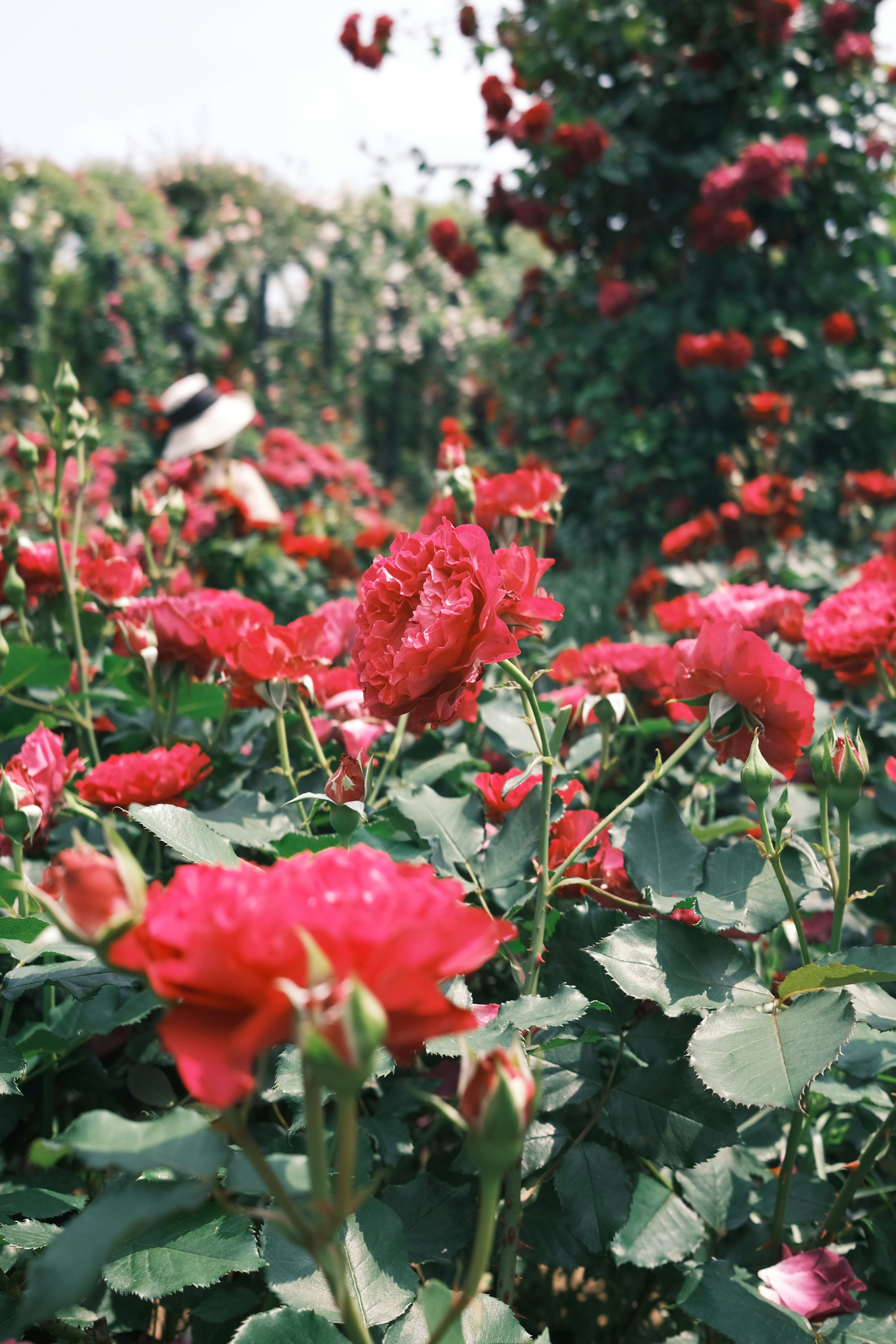 Un jardin vibrant rempli de roses rouges en fleurs entourées de feuilles vertes luxuriantes