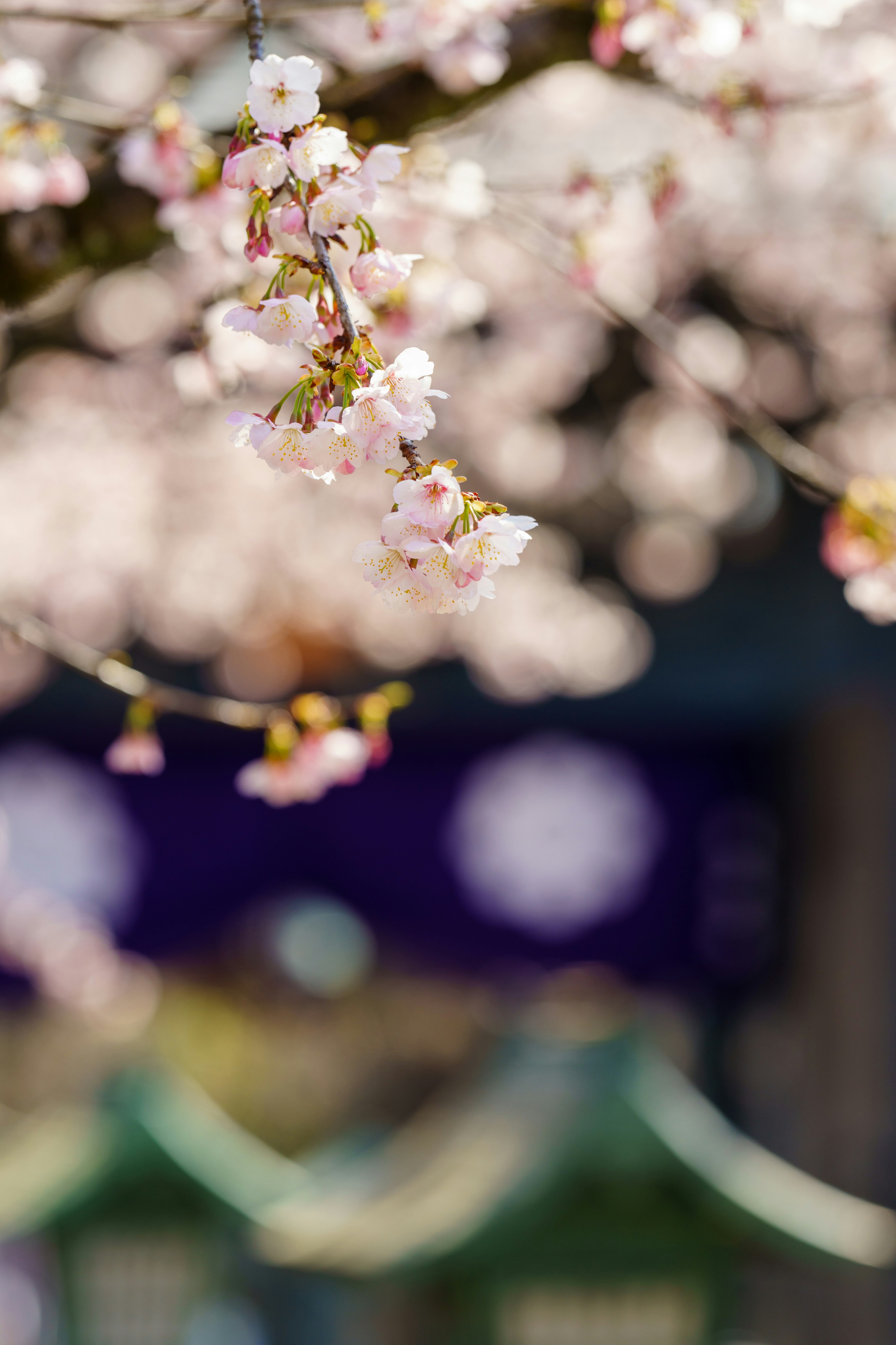 Flores de cerezo en flor con un edificio borroso en el fondo