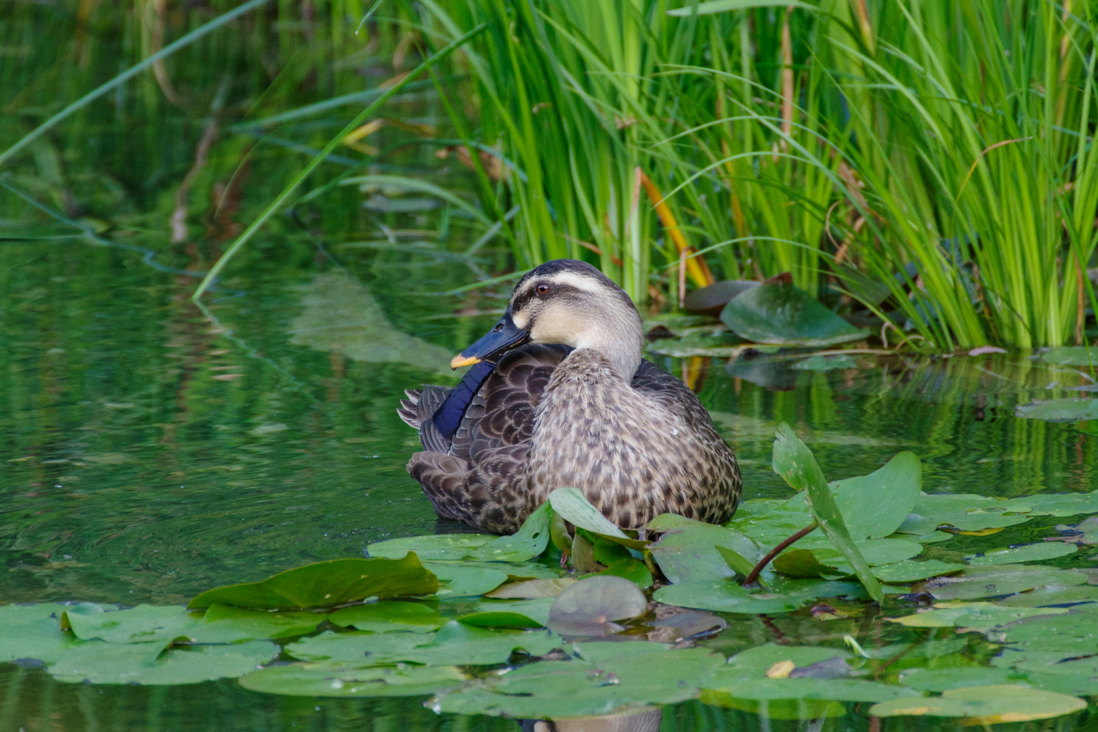 水辺の植物の間にいるアヒルのような鳥が自分の羽を整えています