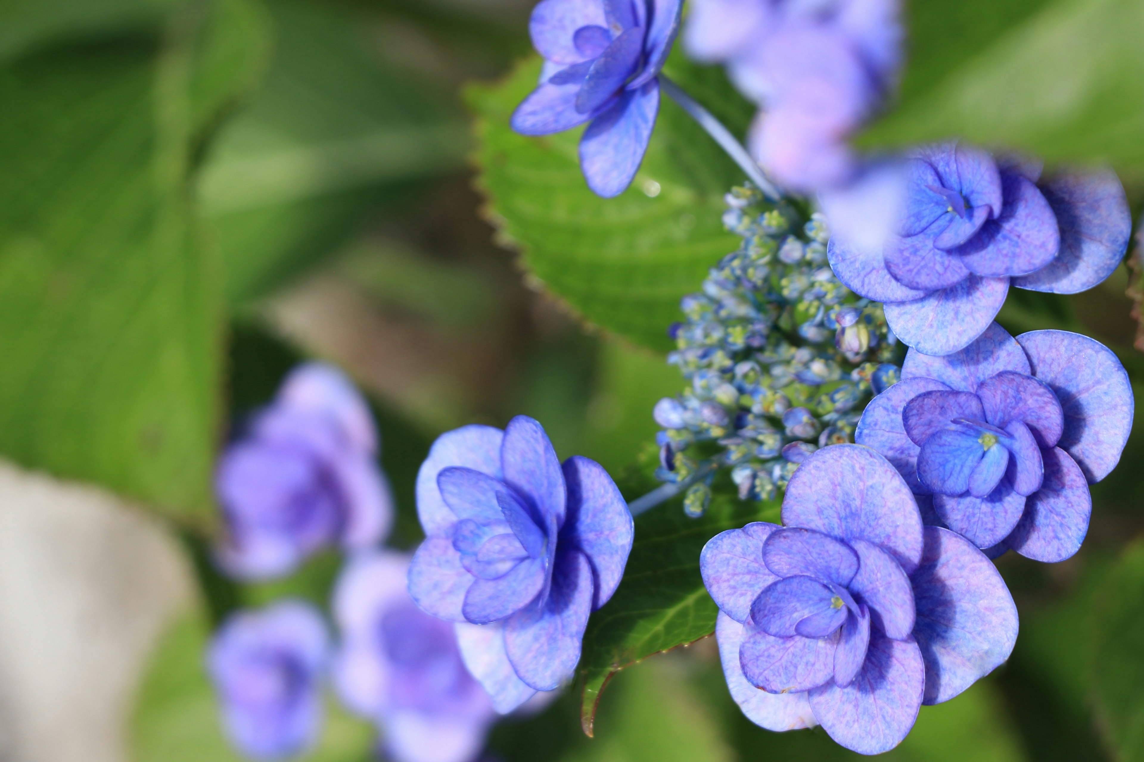 Primer plano de una planta con flores azul-violeta y hojas verdes