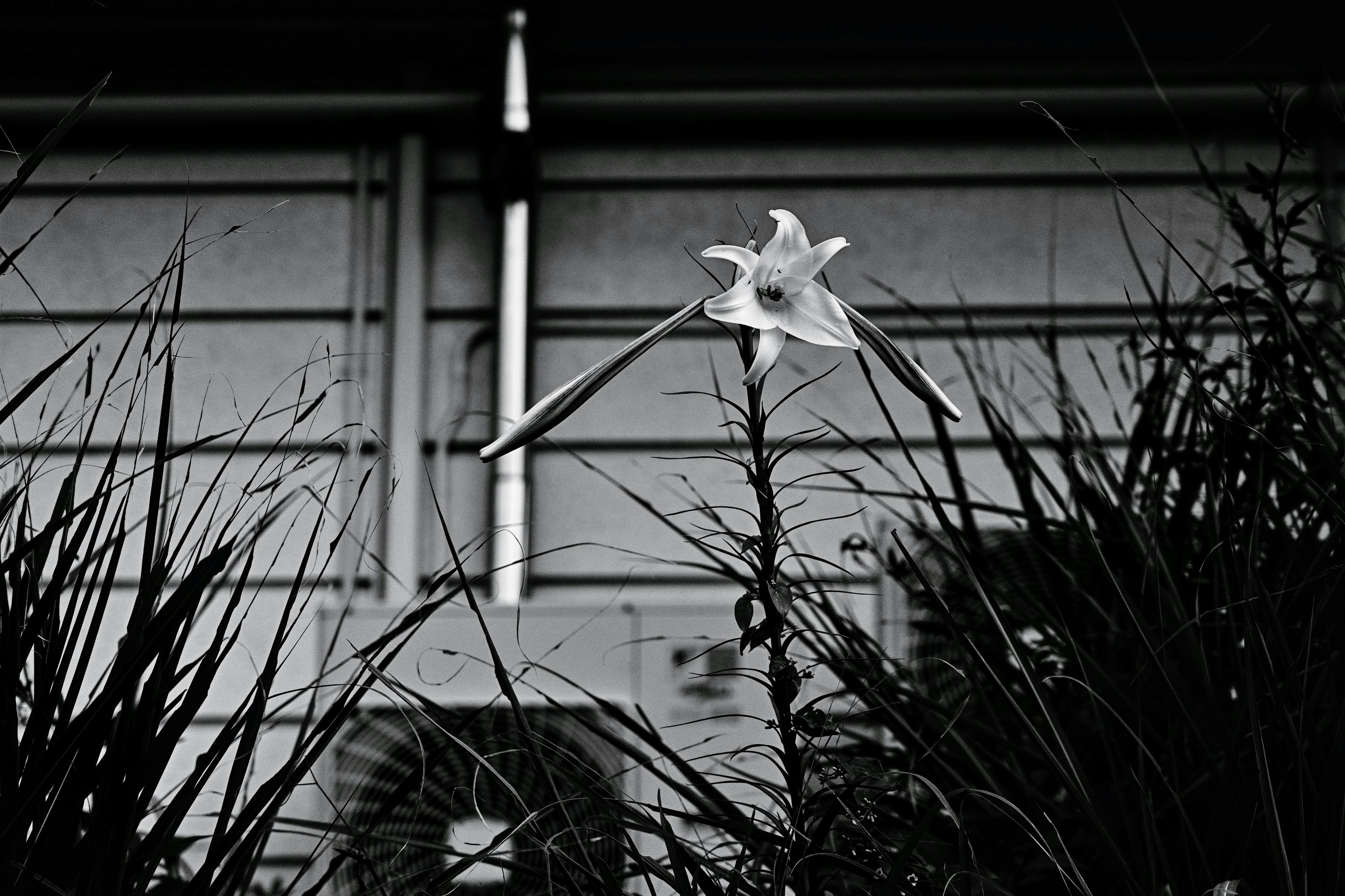 白い花が背後の建物とコントラストを成しているモノクロ写真