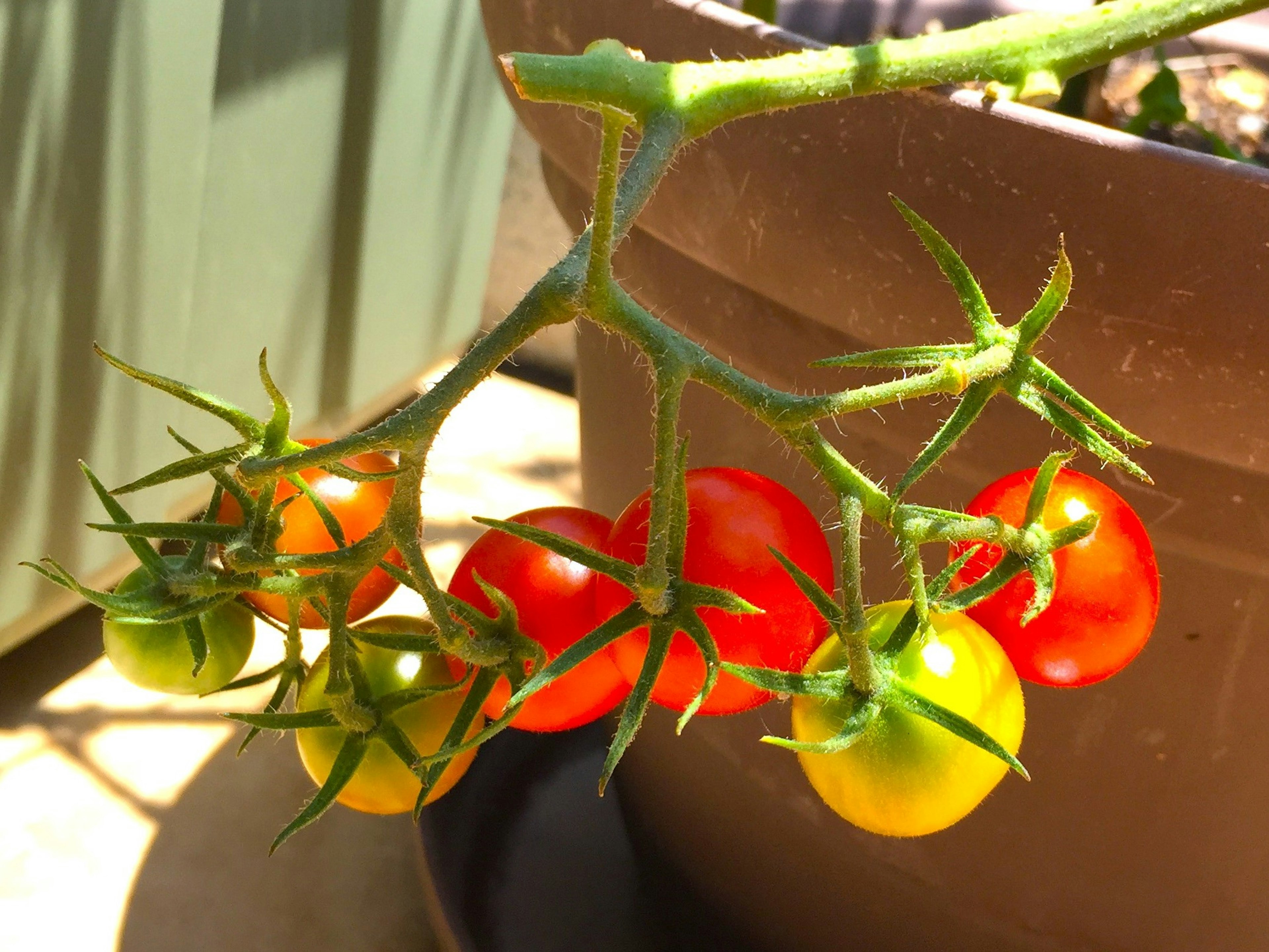 Branch of cherry tomatoes in various colors including red yellow and green against a pot