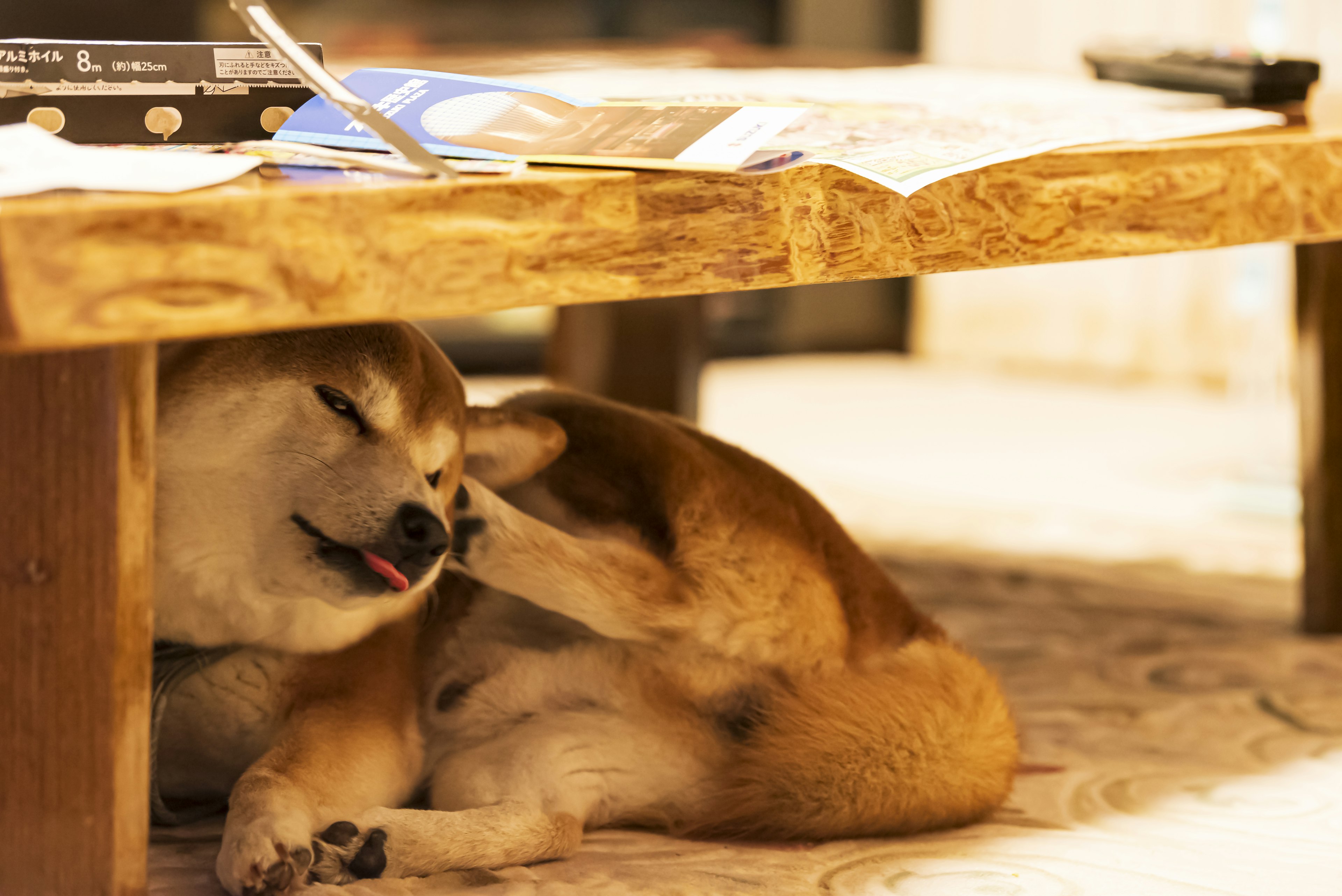 Shiba Inu grooming itself under a wooden table