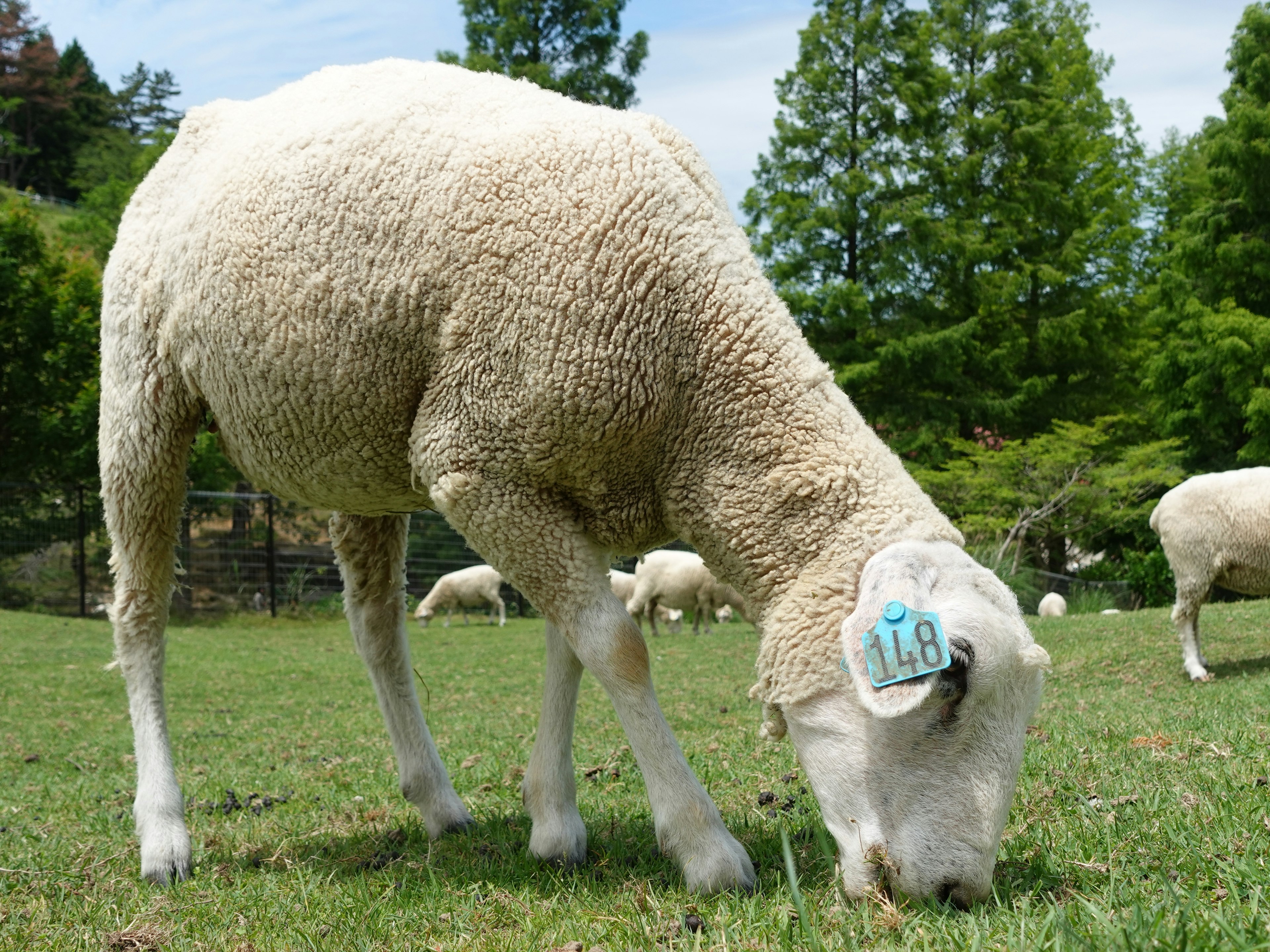 Un mouton broutant de l'herbe avec un fond vert et des arbres