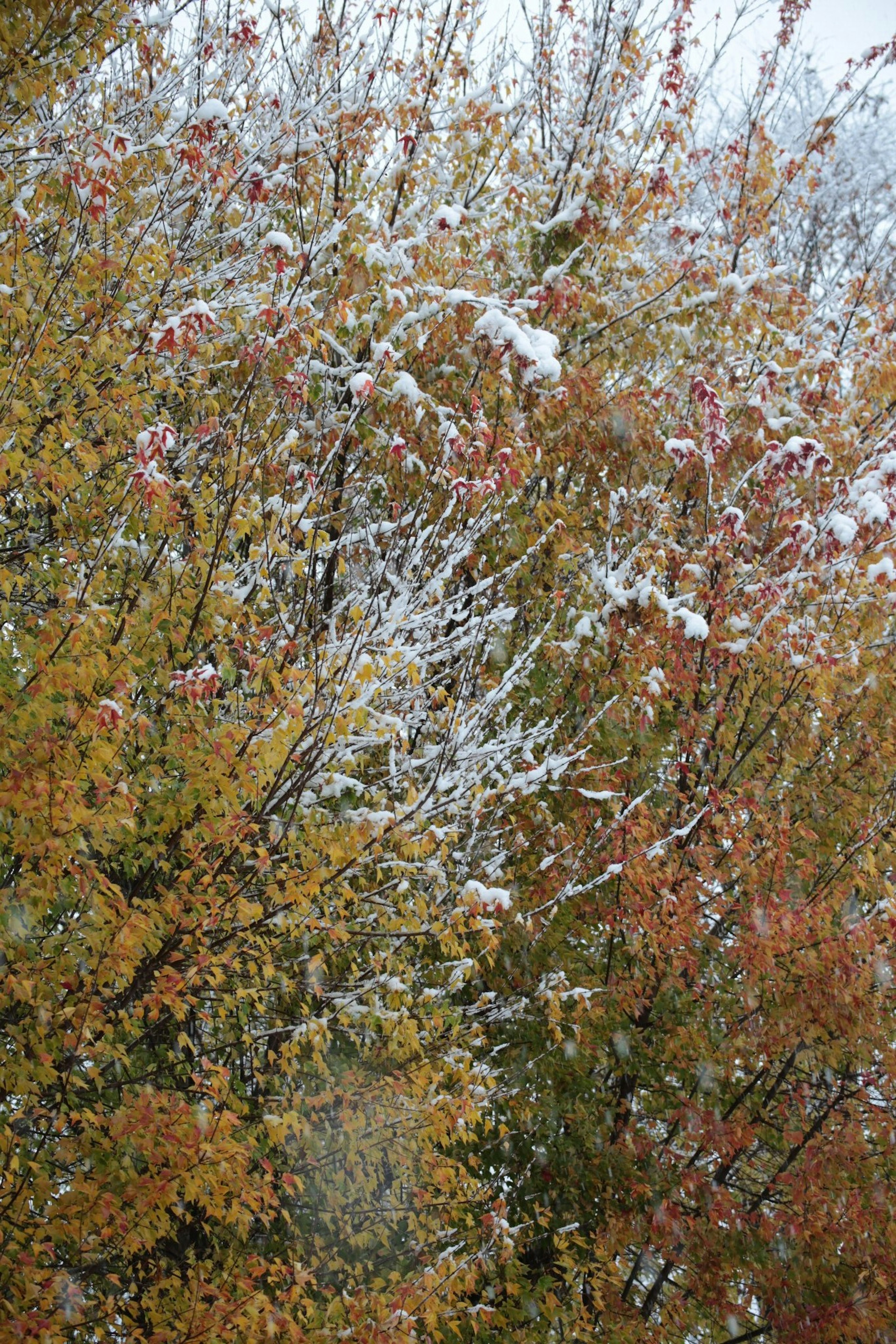 Árboles con hojas amarillas y naranjas cubiertos de nieve