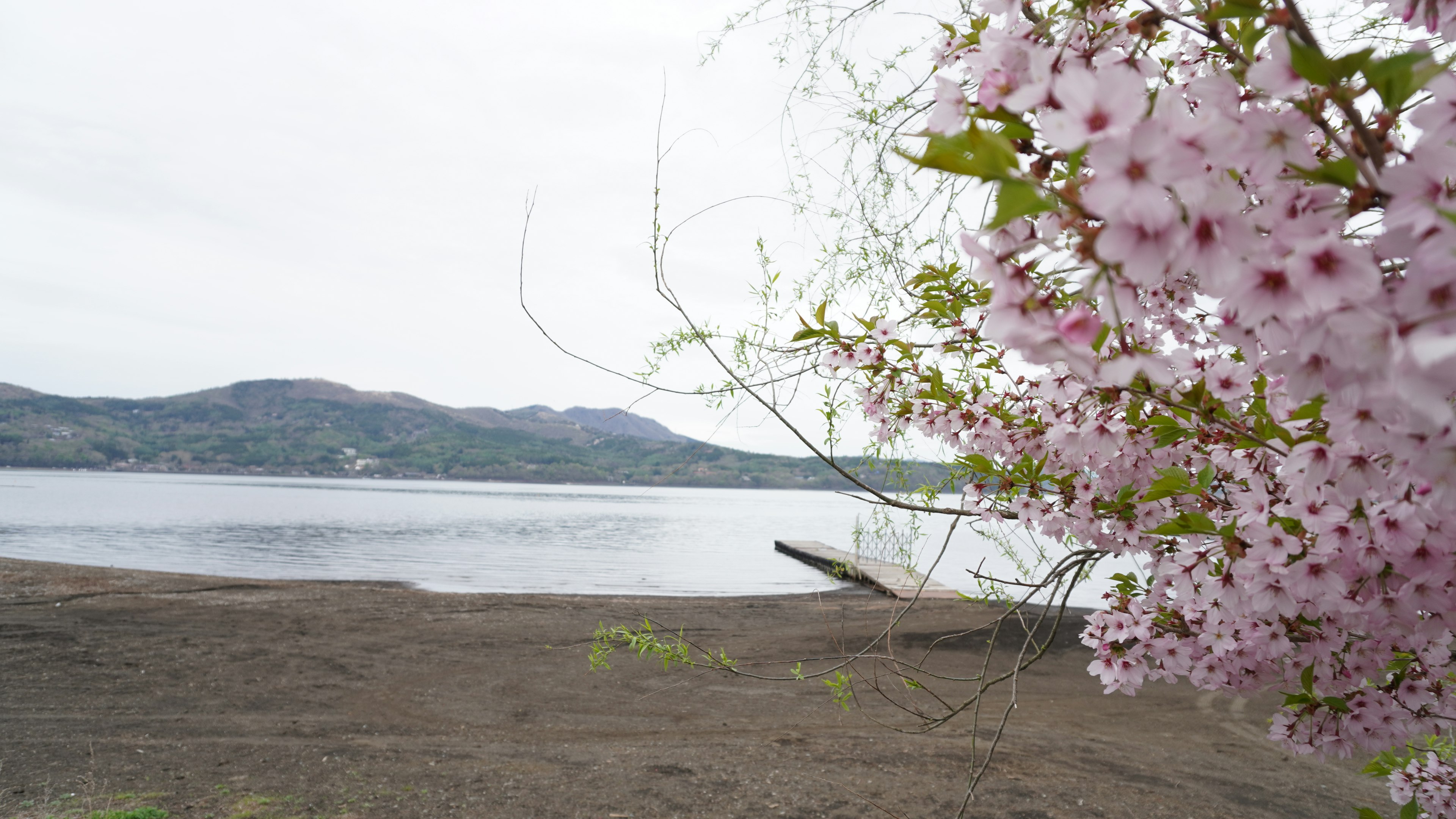 湖と桜の花が写る風景