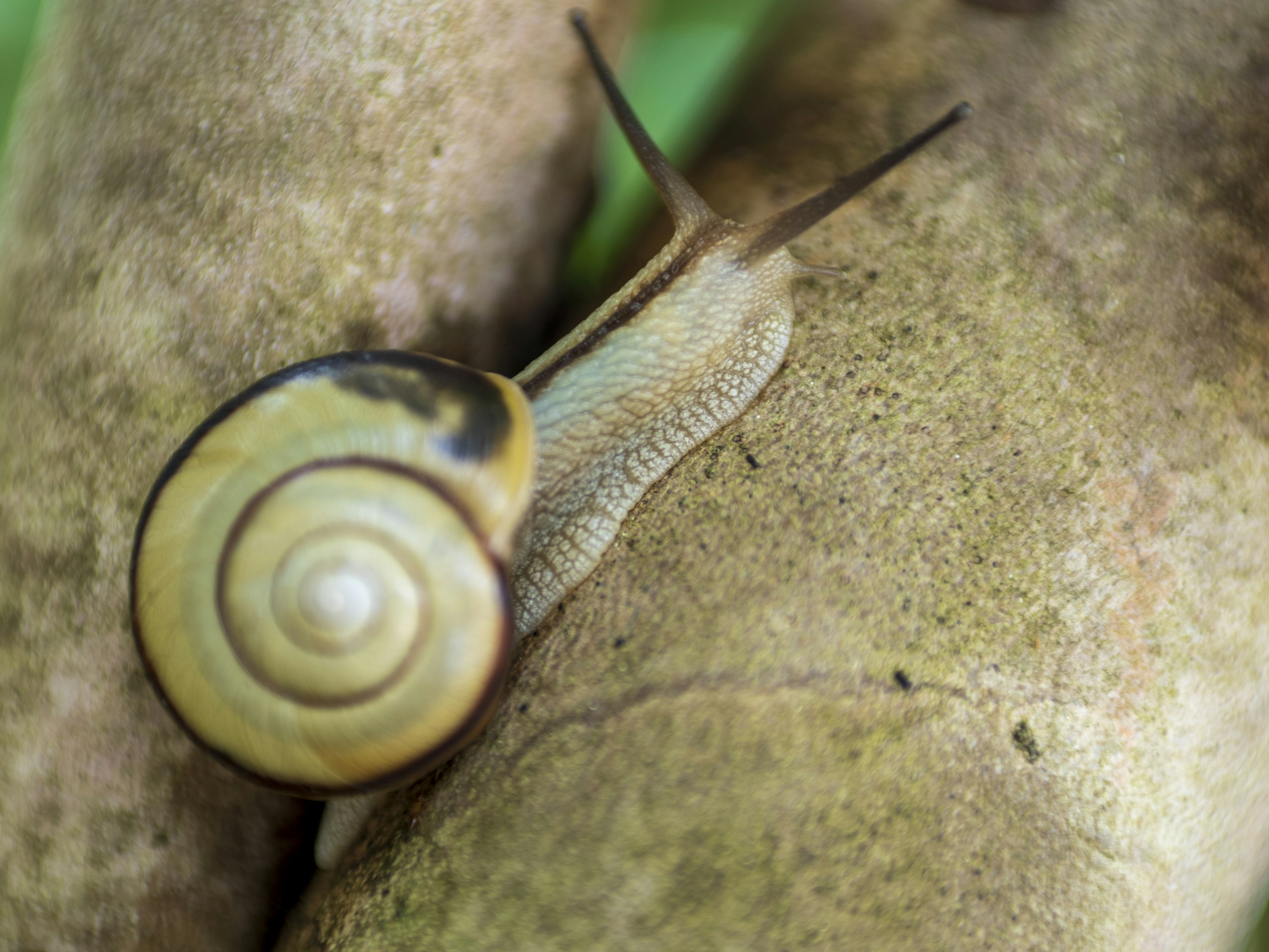 Close-up of a snail on a tree branch