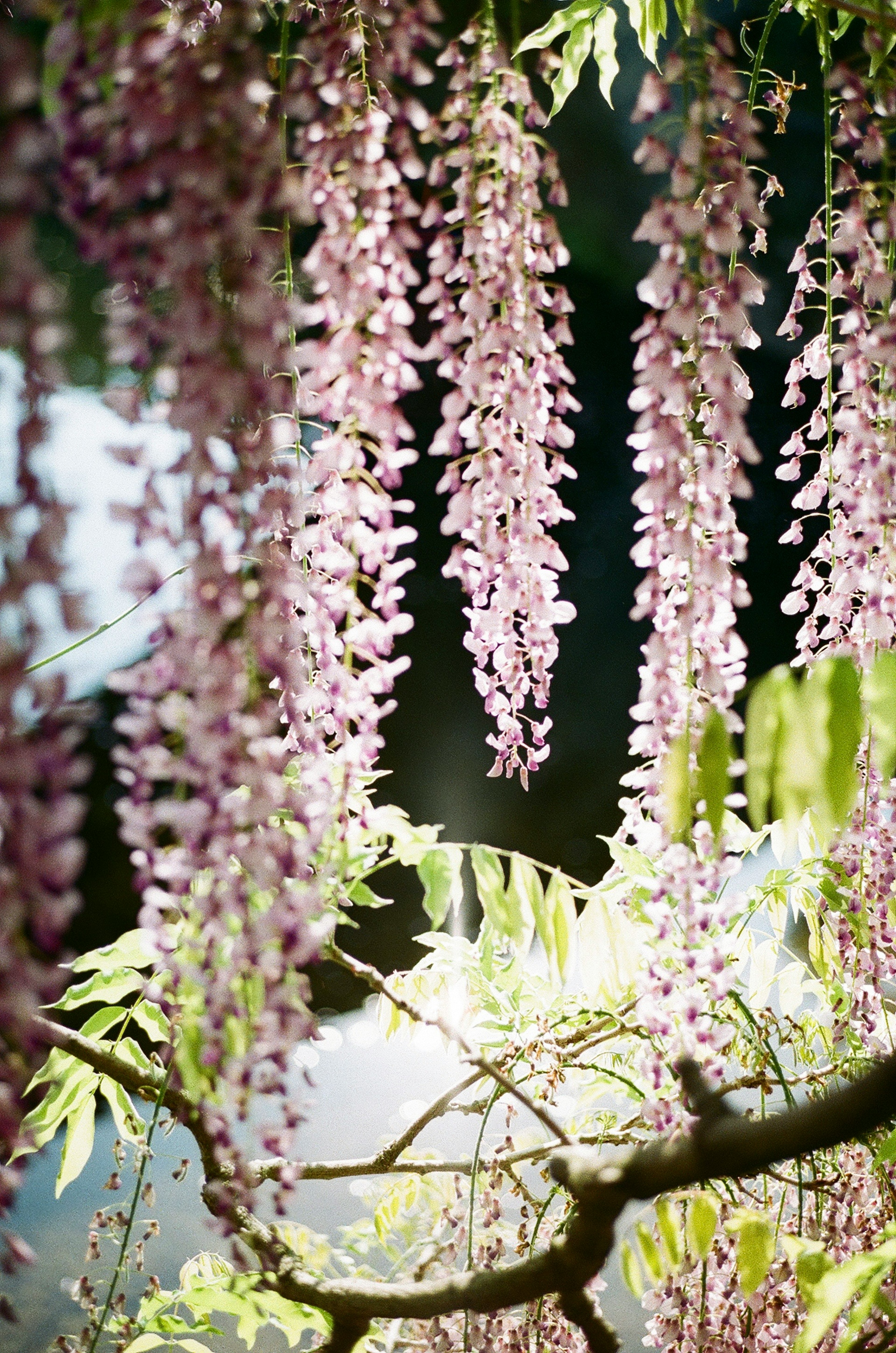 Hermosa escena de flores de glicinia moradas en cascada