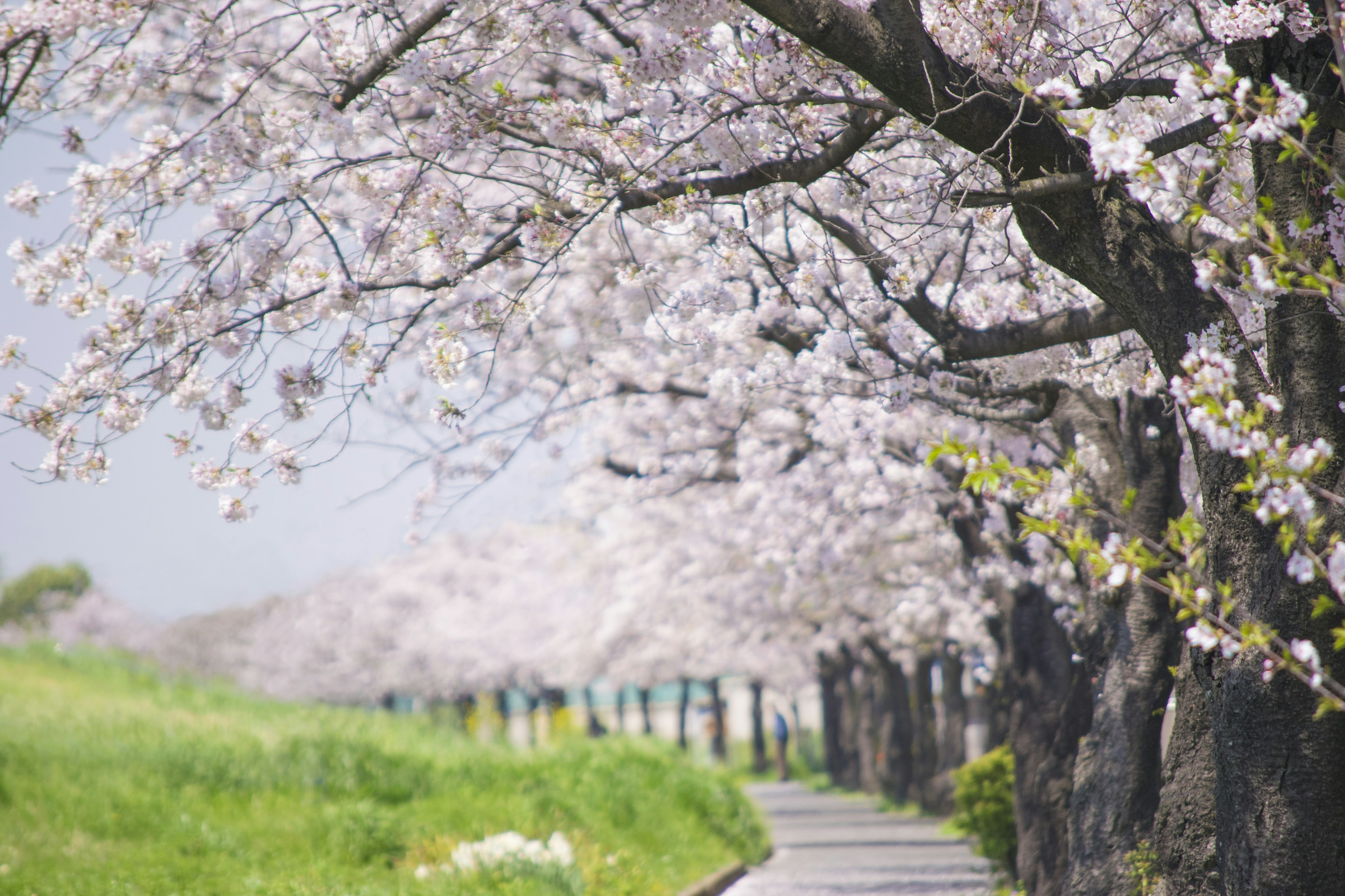 Pathway lined with cherry blossom trees and clear blue sky