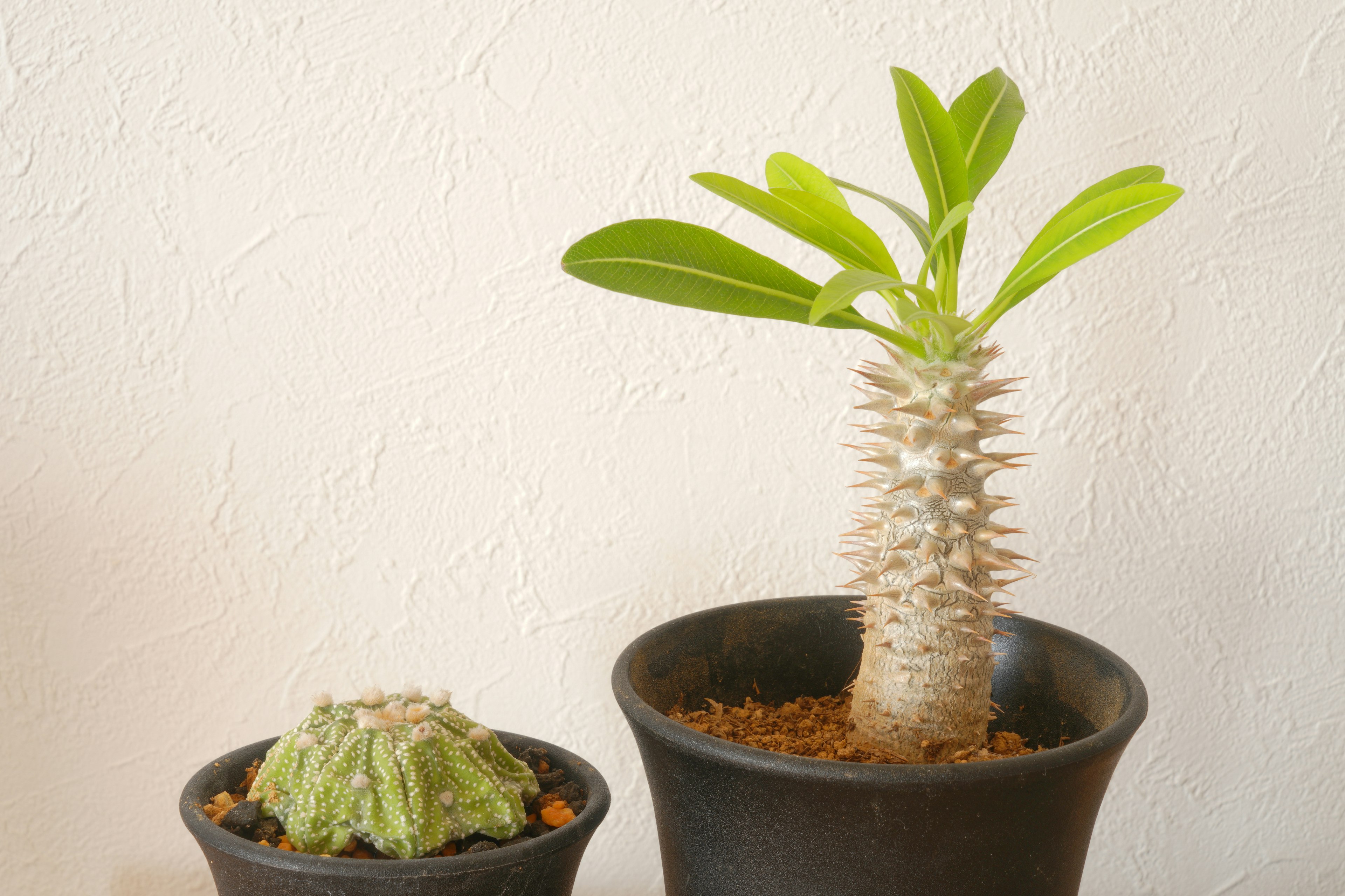 Zwei Topfpflanzen eine mit grünen Blättern von einem Adenium die andere ähnelt einem Kaktus