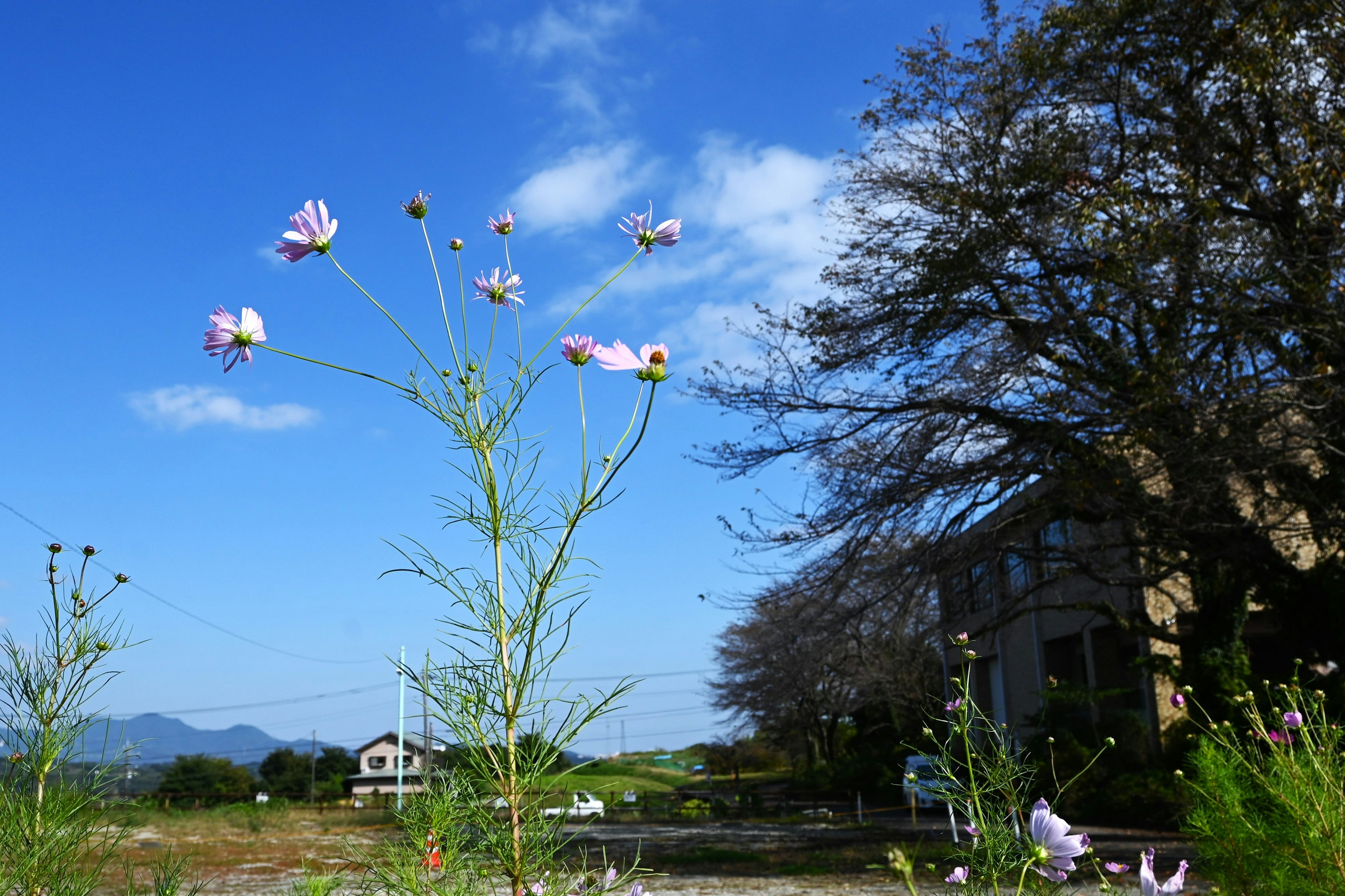 Cosmos flowers blooming under a blue sky with trees in the background