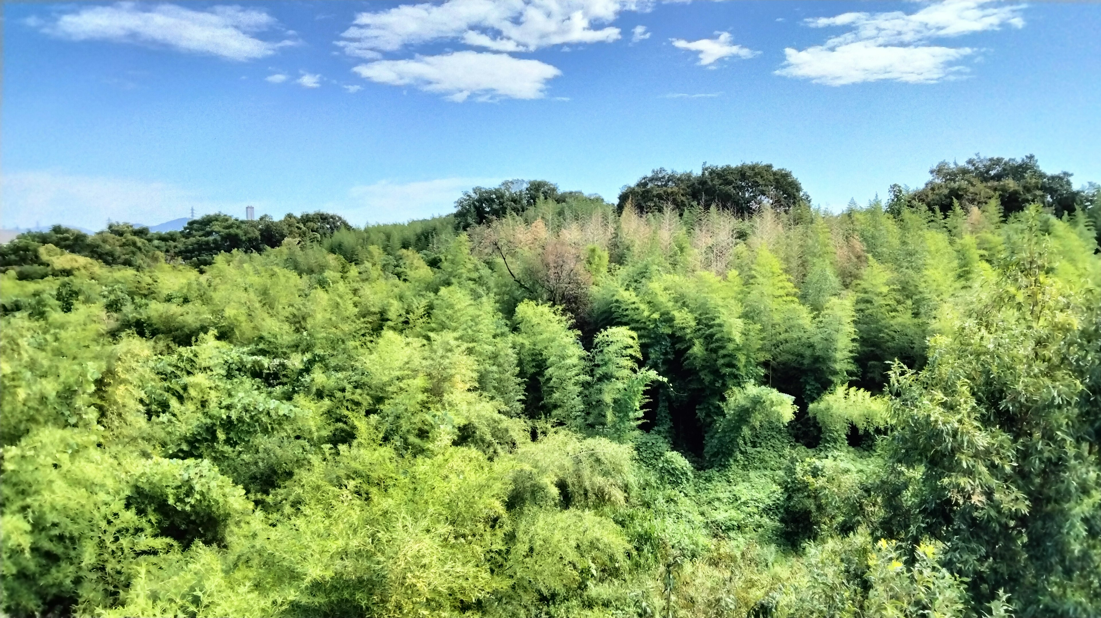 Lush green landscape with various plants under a blue sky