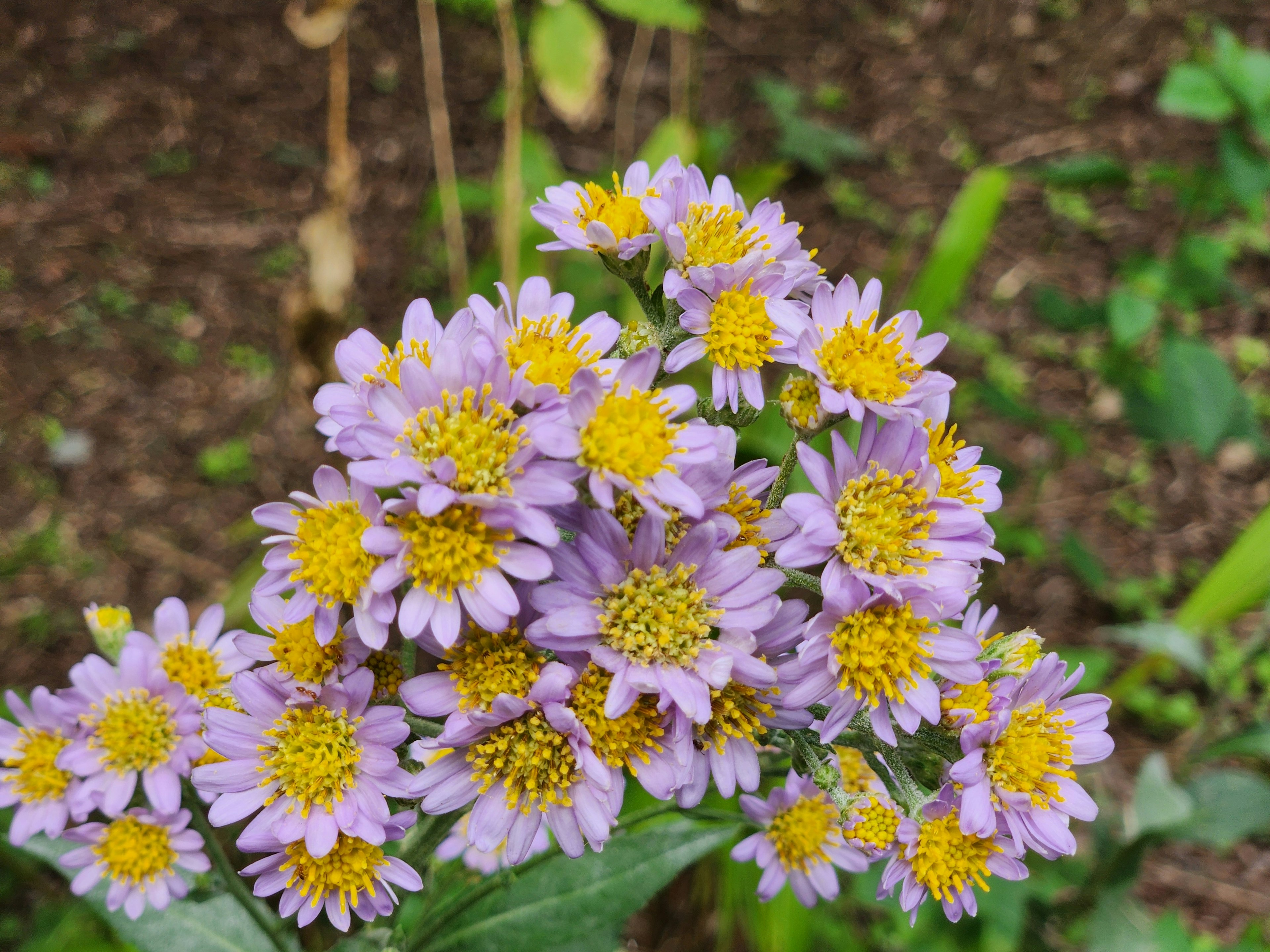 紫と黄色の小花が集まった花の束