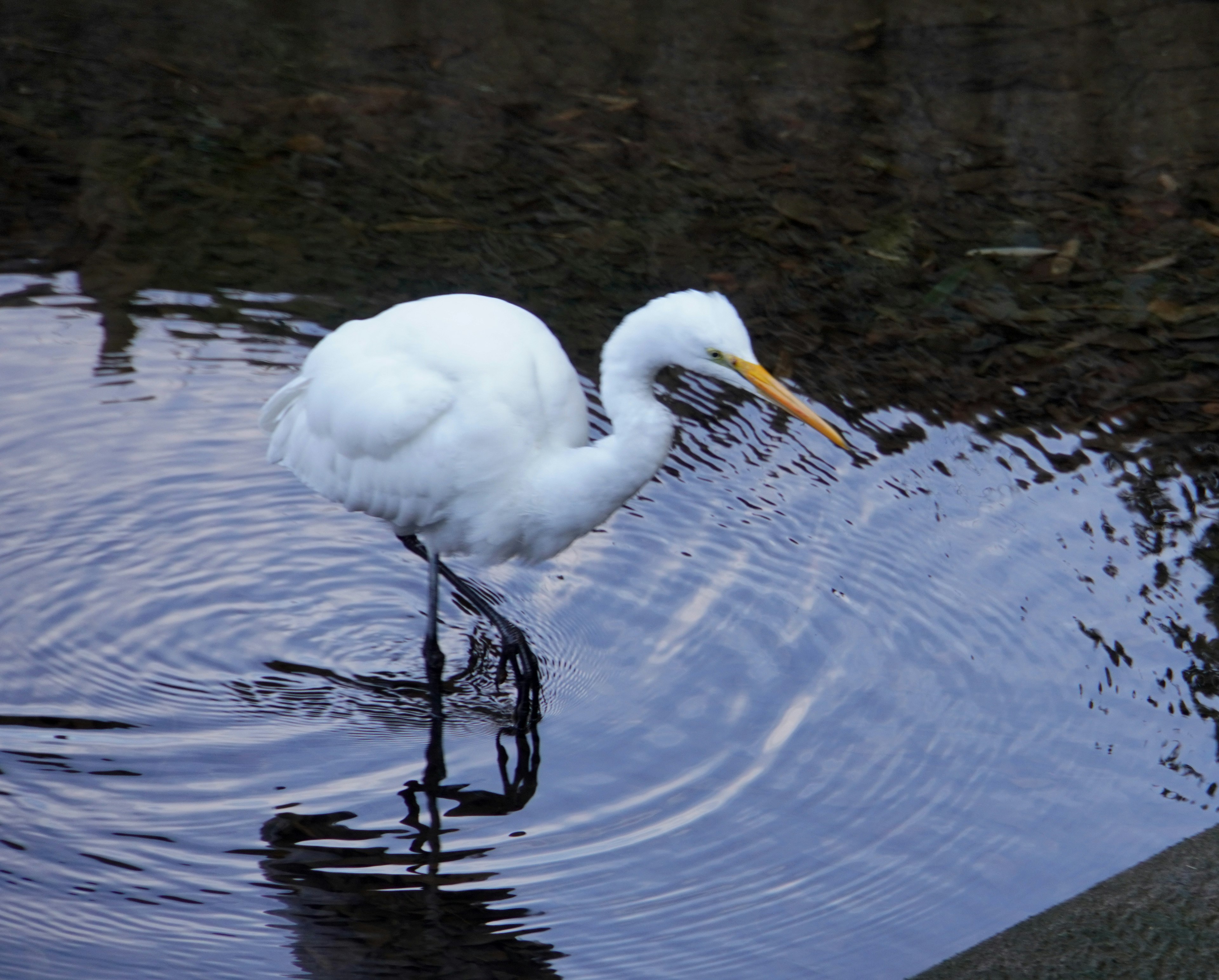 A white heron hunting for fish in the water