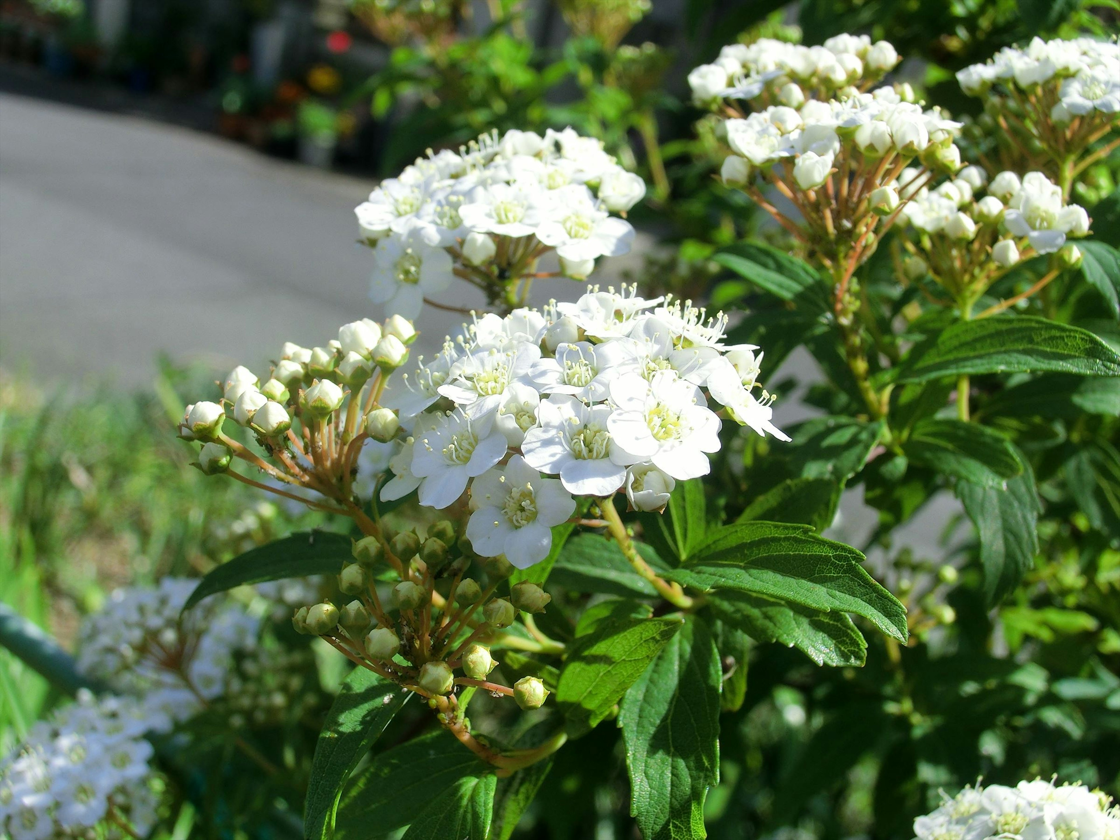 Nahaufnahme einer blühenden Pflanze mit weißen Blüten, umgeben von grünem Laub