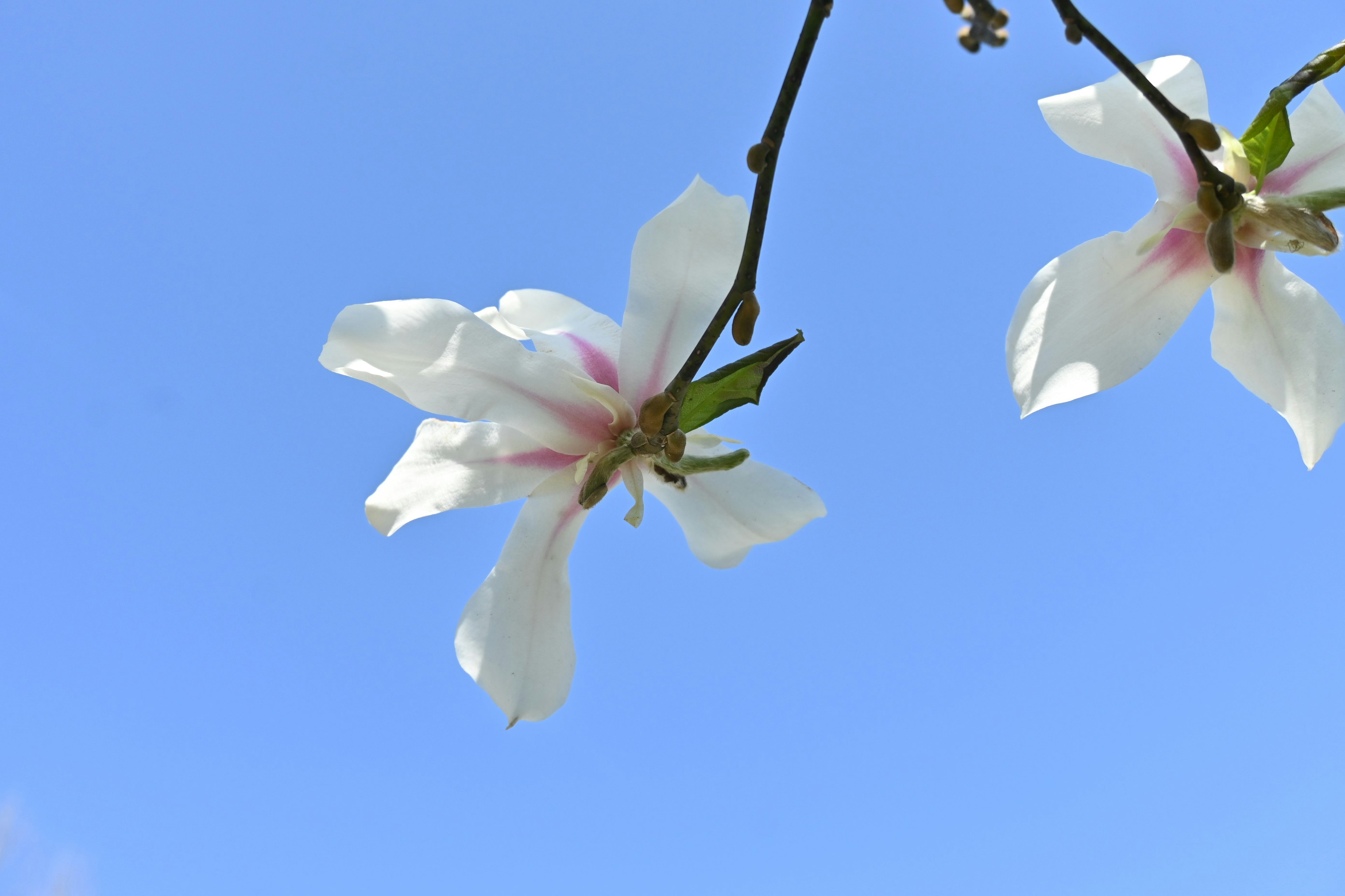 Primo piano di fiori bianchi contro un cielo blu