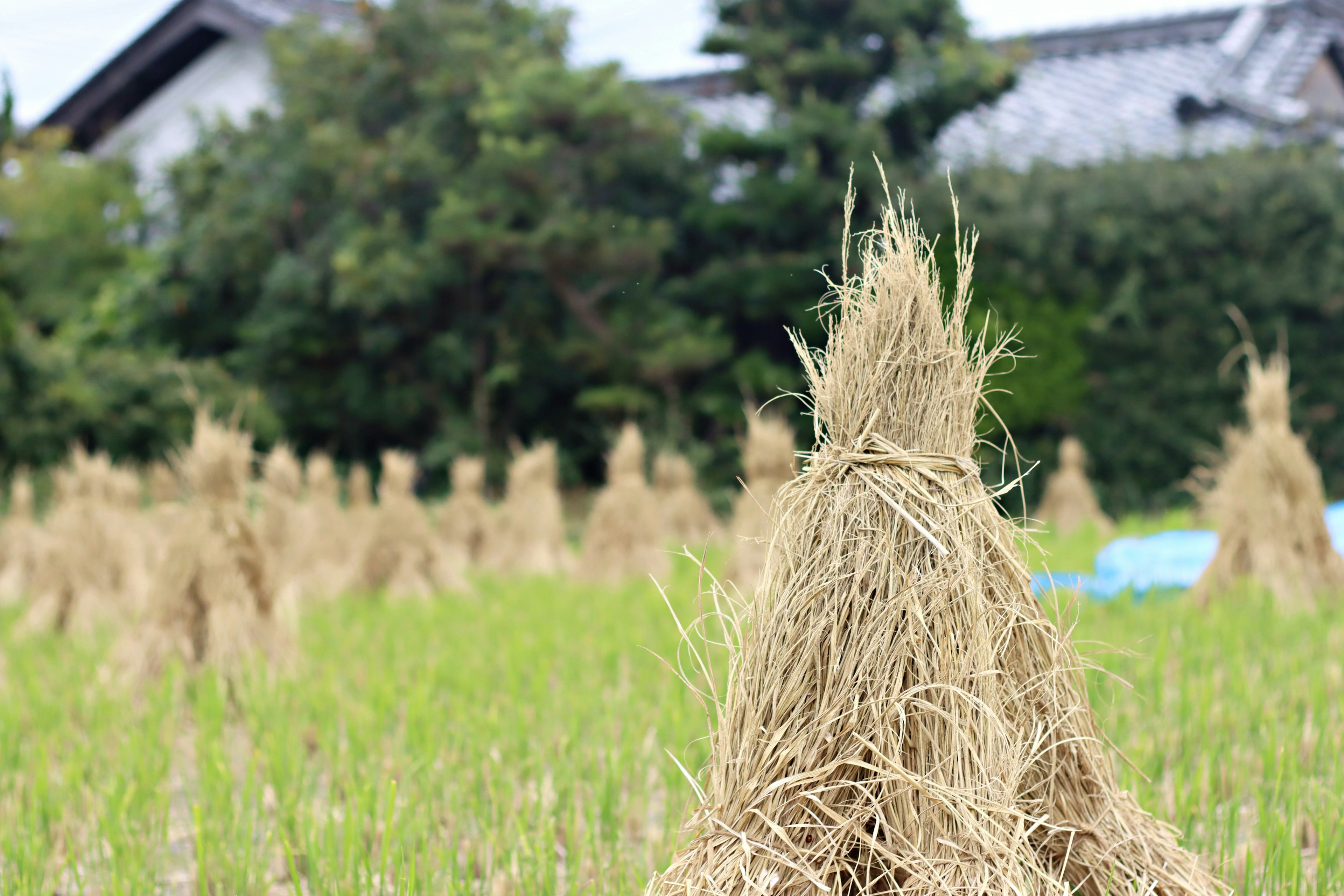 Landscape of rice bundles in a field with a house in the background