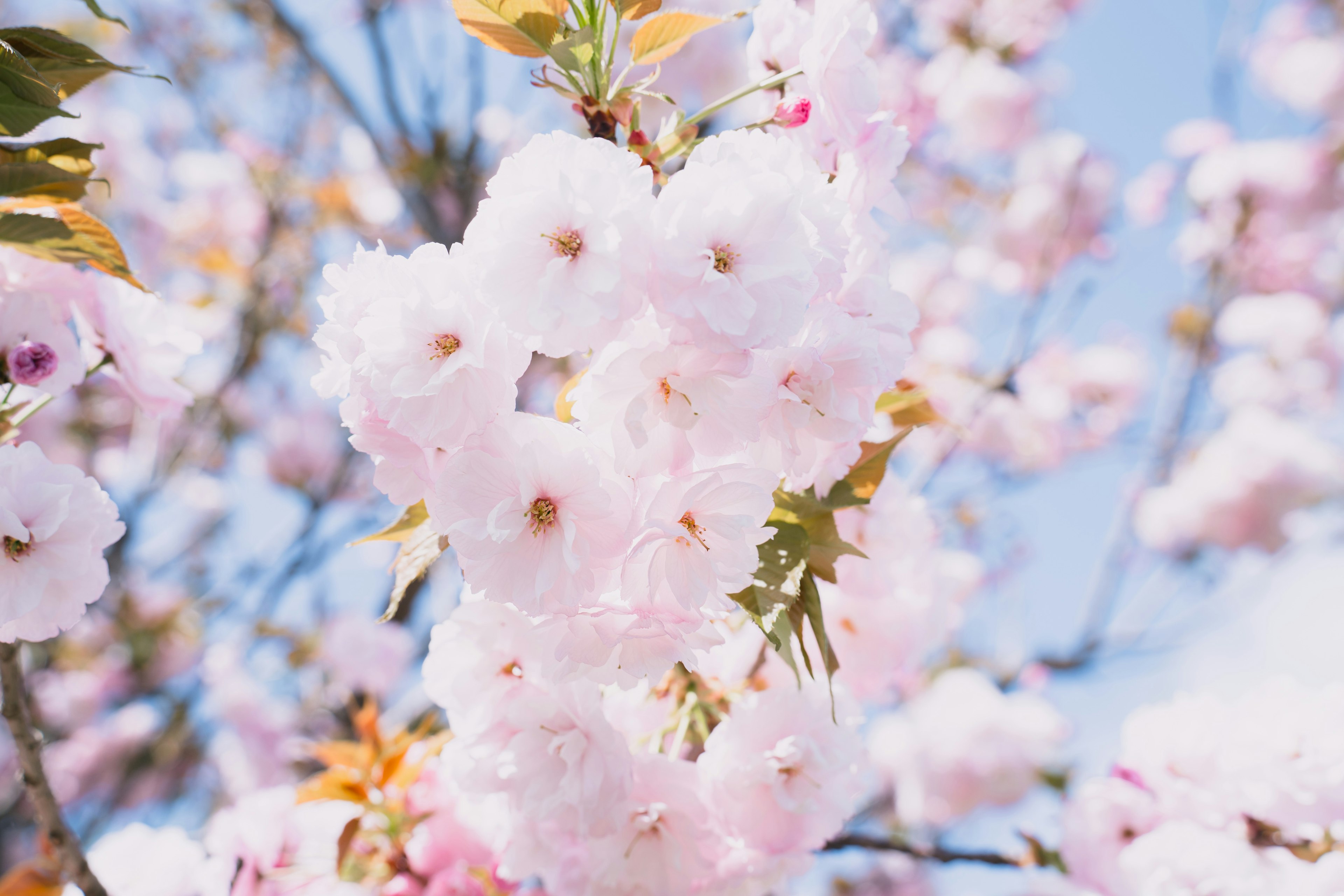 桜の花が咲いている美しい風景