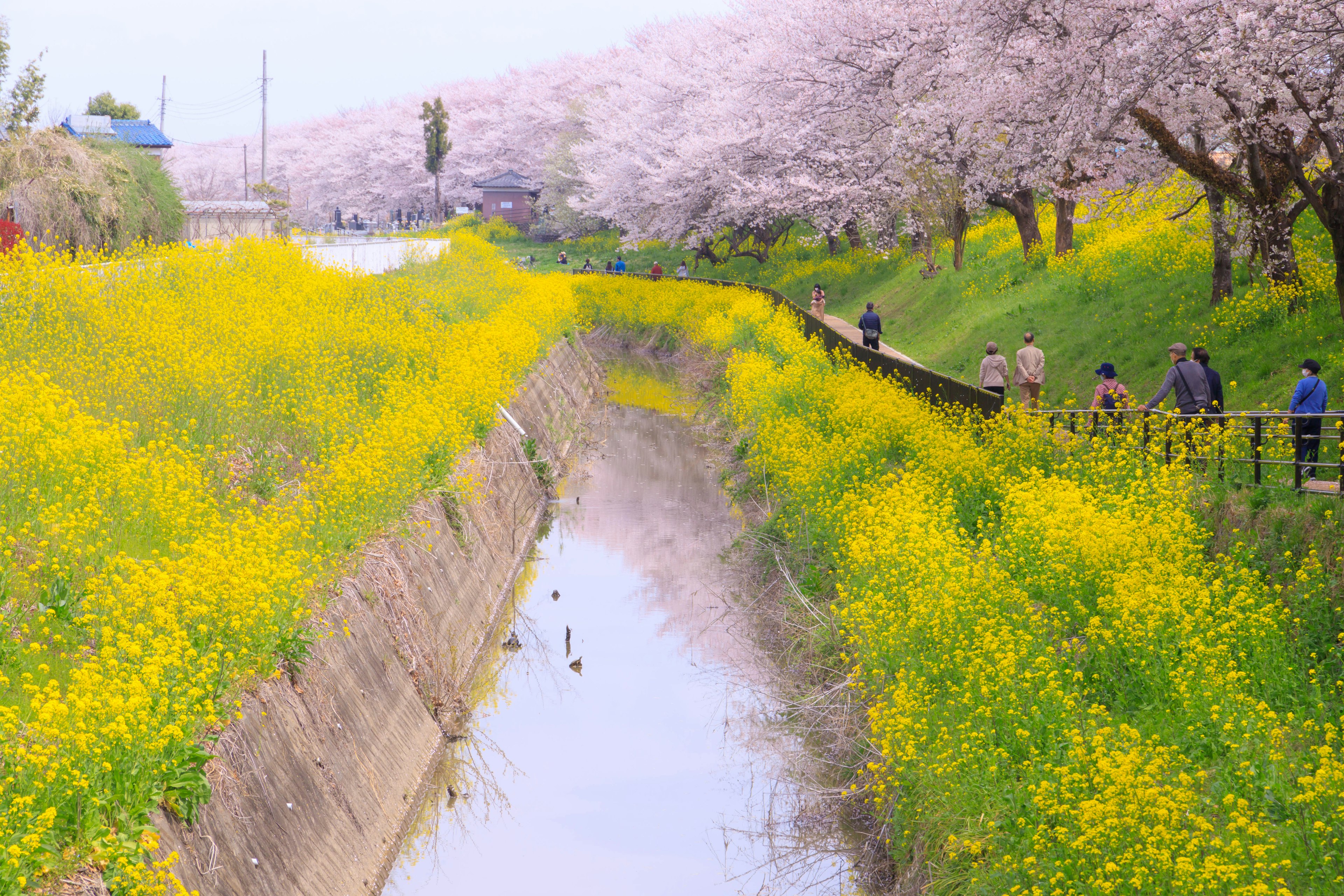 Vista panoramica di alberi di ciliegio in fiore e fiori di colza gialli lungo un fiume