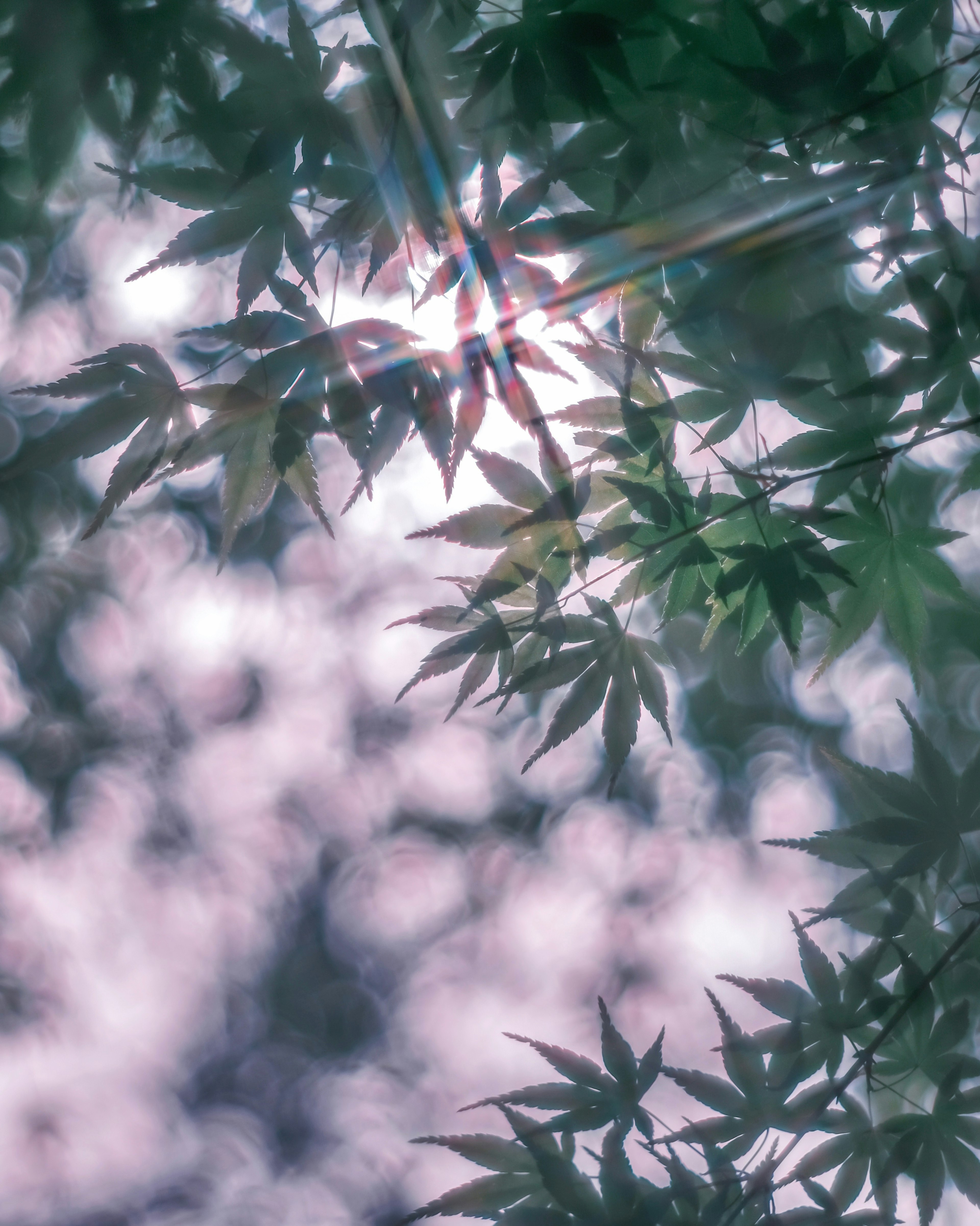 Soft light filtering through green leaves with a blurred background