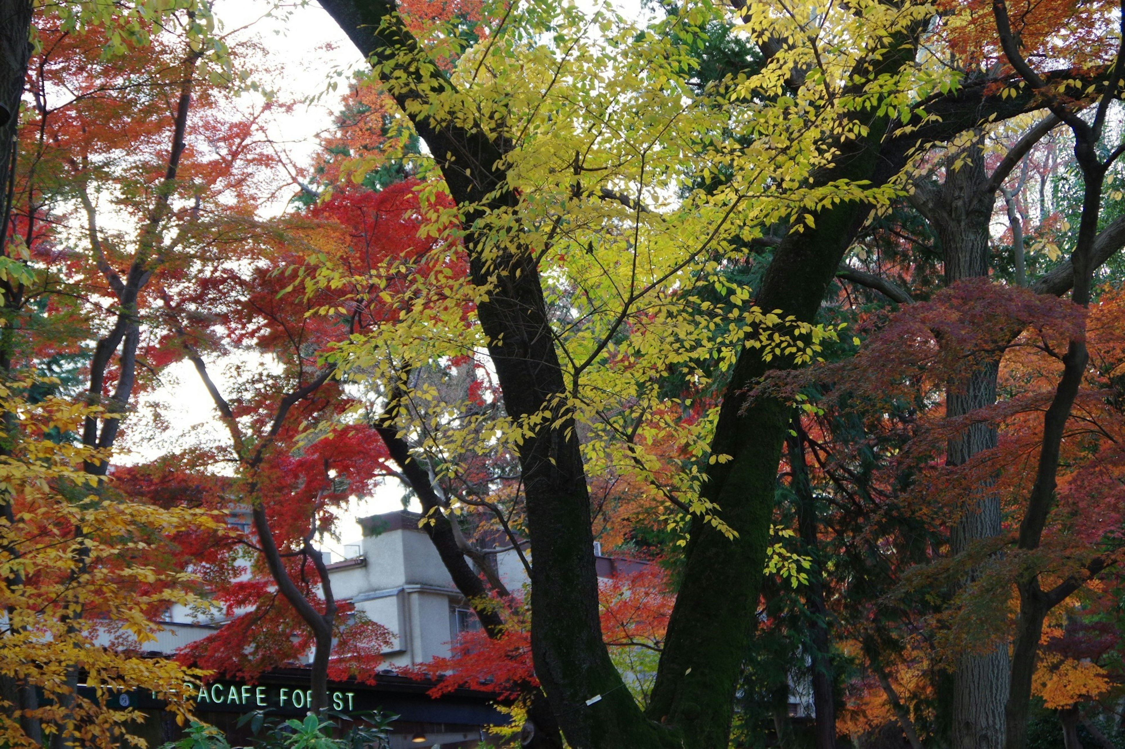 色とりどりの紅葉に囲まれた大きな木の風景