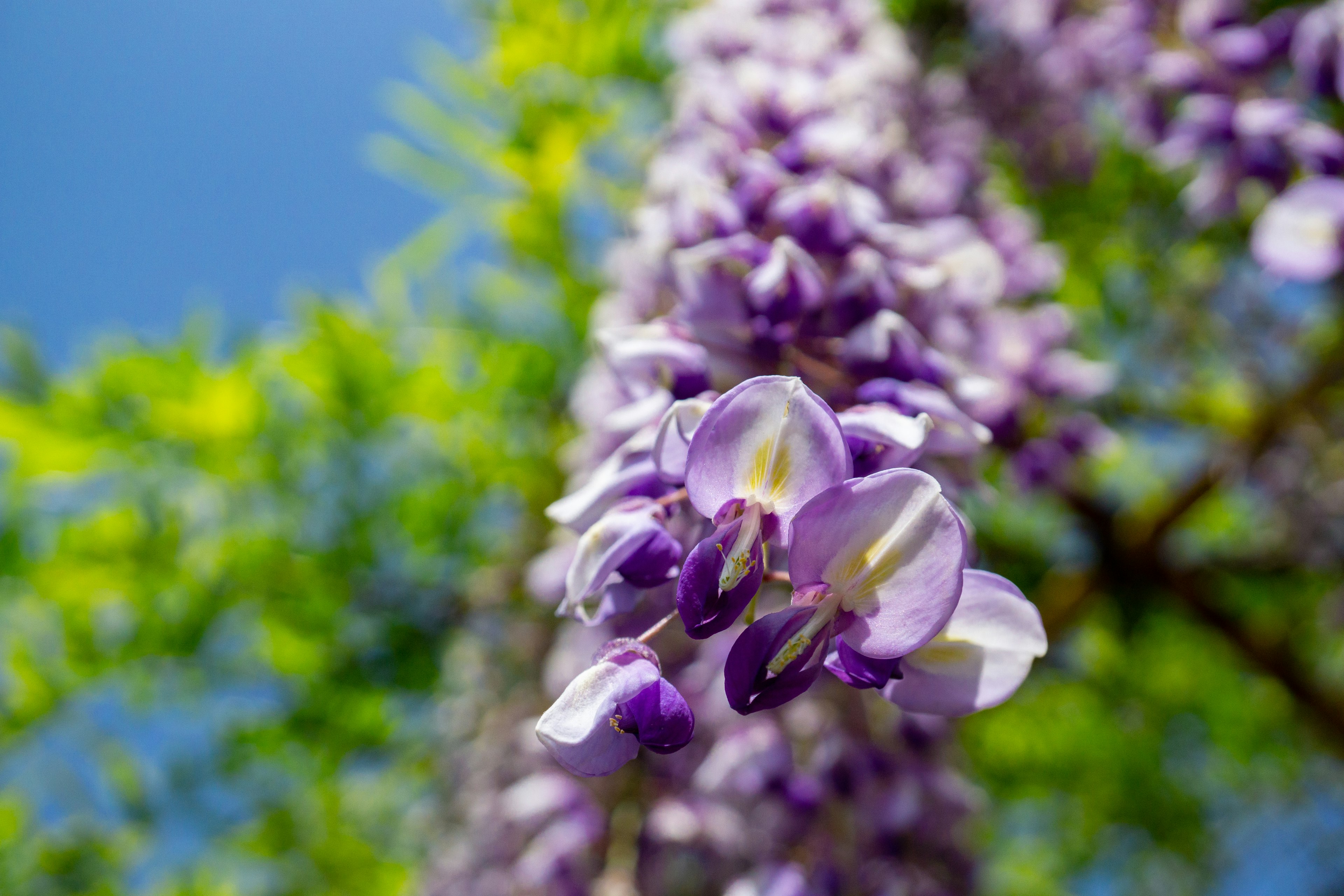 Bunga wisteria ungu mekar di bawah langit biru