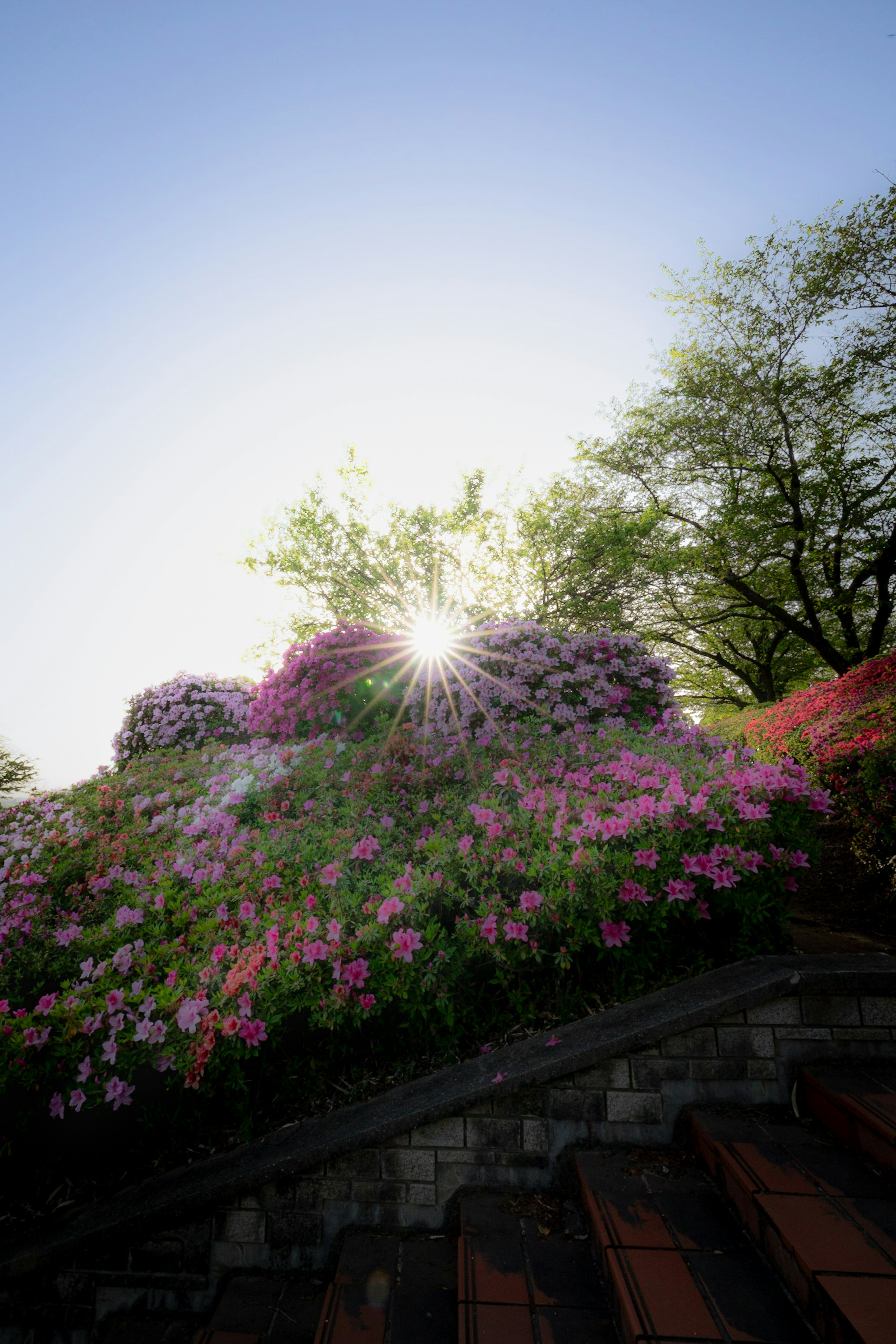 色とりどりの花が咲く庭に太陽が昇る風景