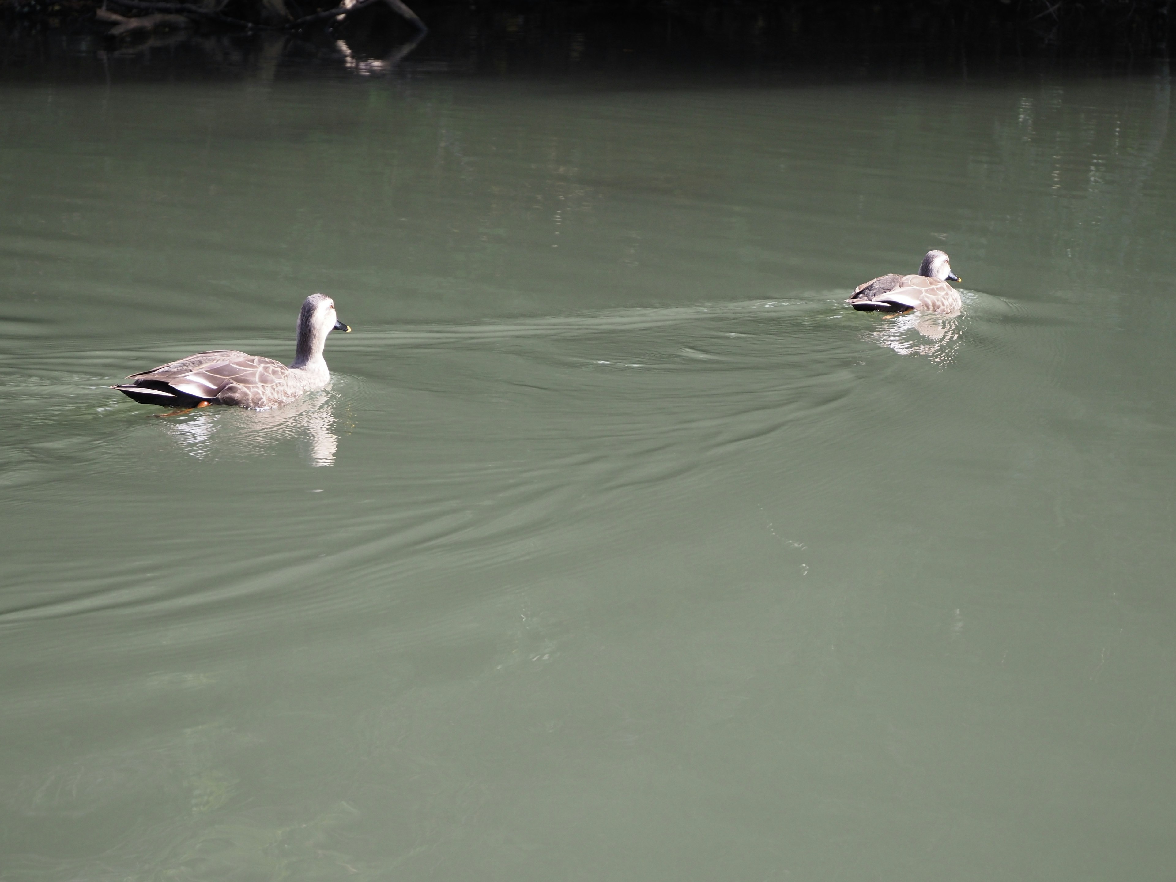 Two ducks swimming on a calm green water surface