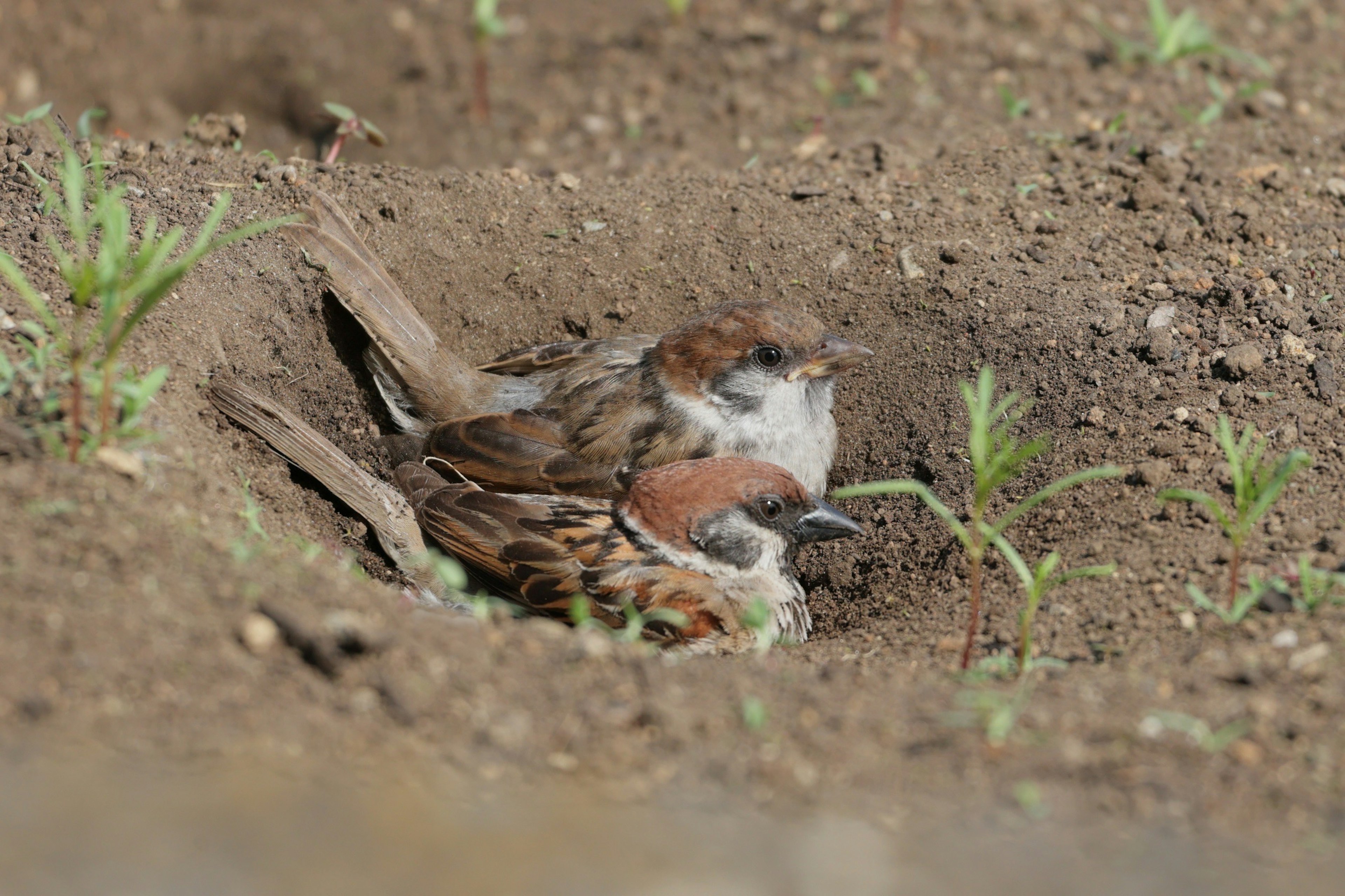 Una pareja de gorriones anidando en el suelo