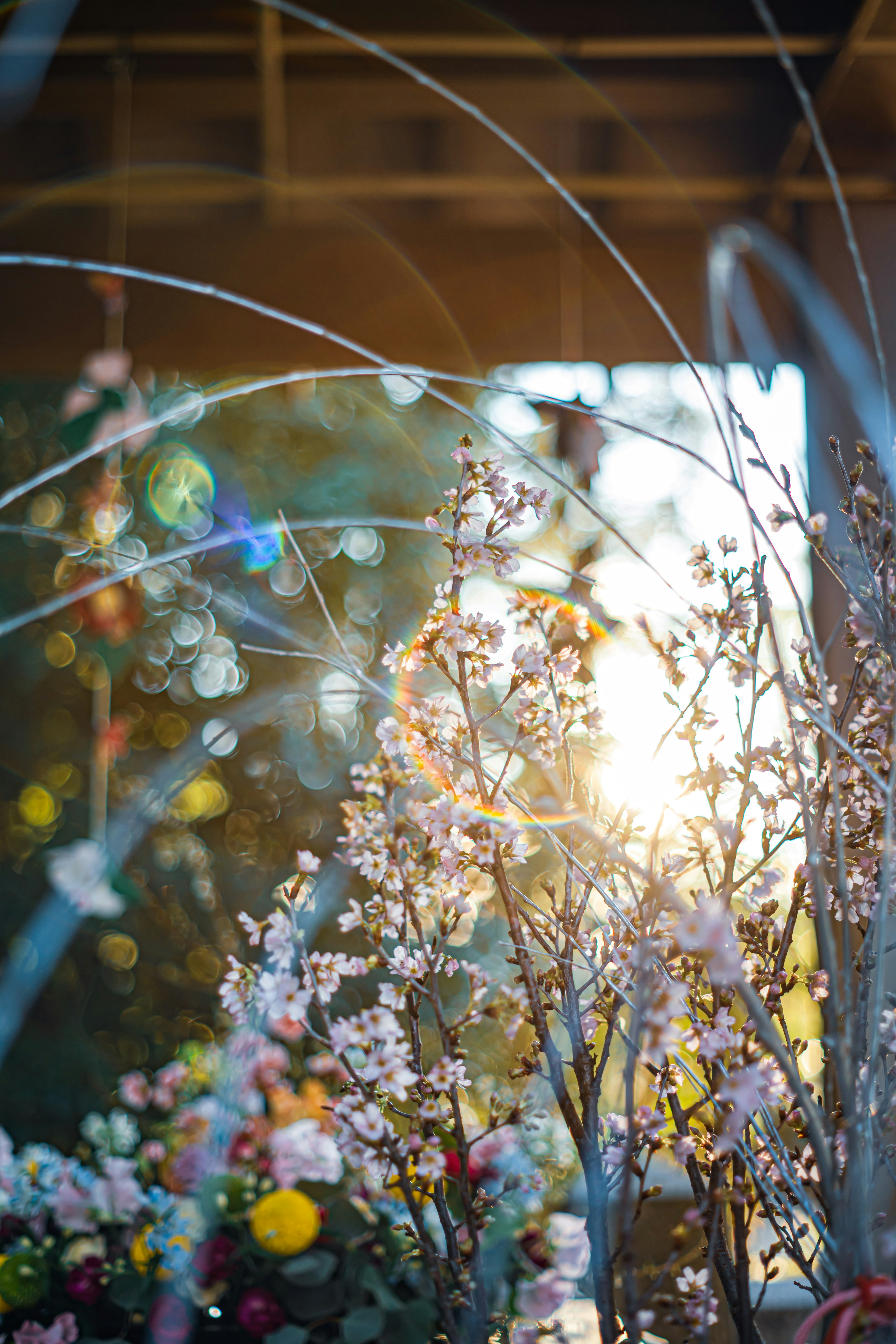 Beautiful scene of flowers with sunlight