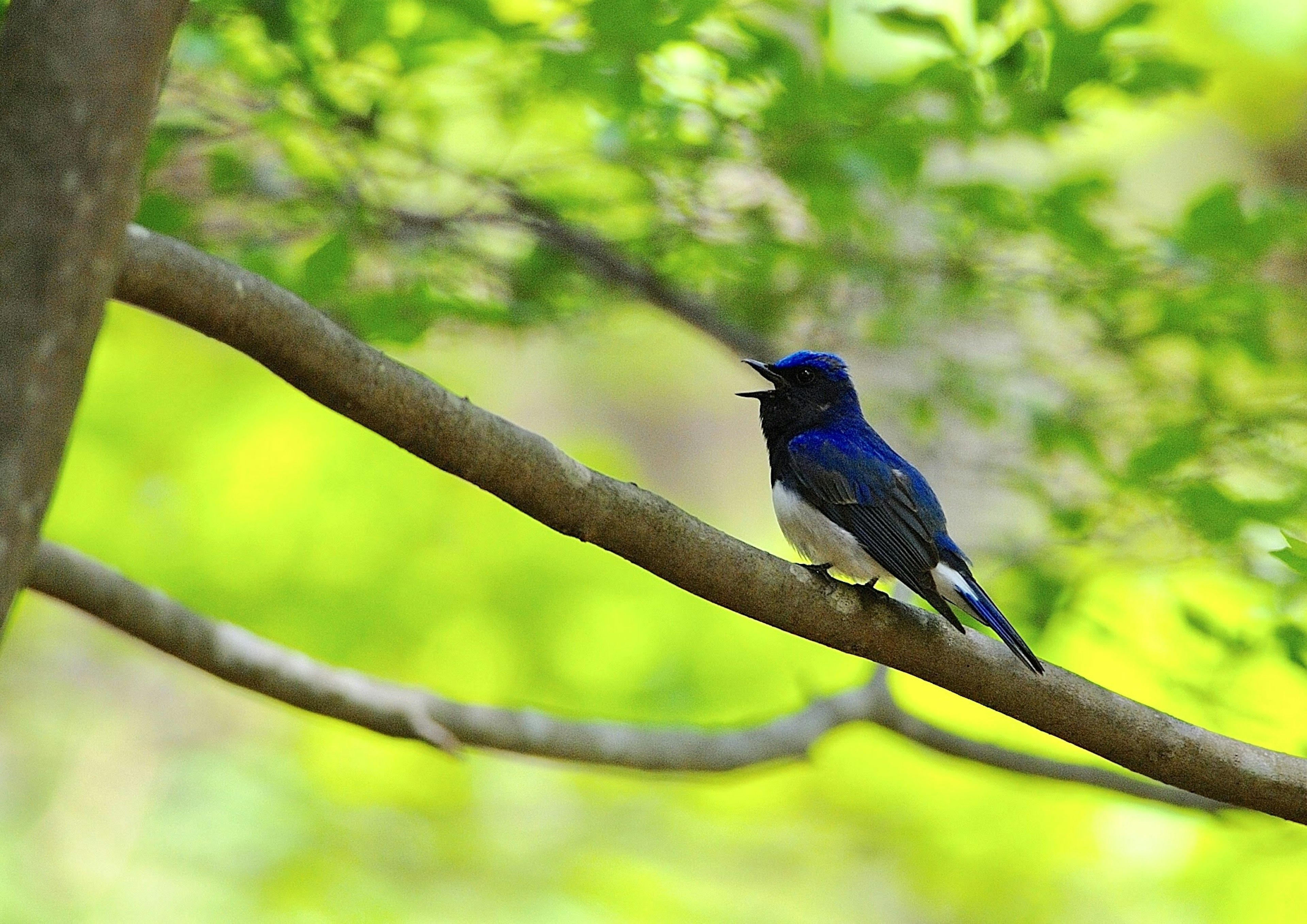 Ein schöner blauer Vogel, der auf einem Ast zwischen grünen Blättern sitzt