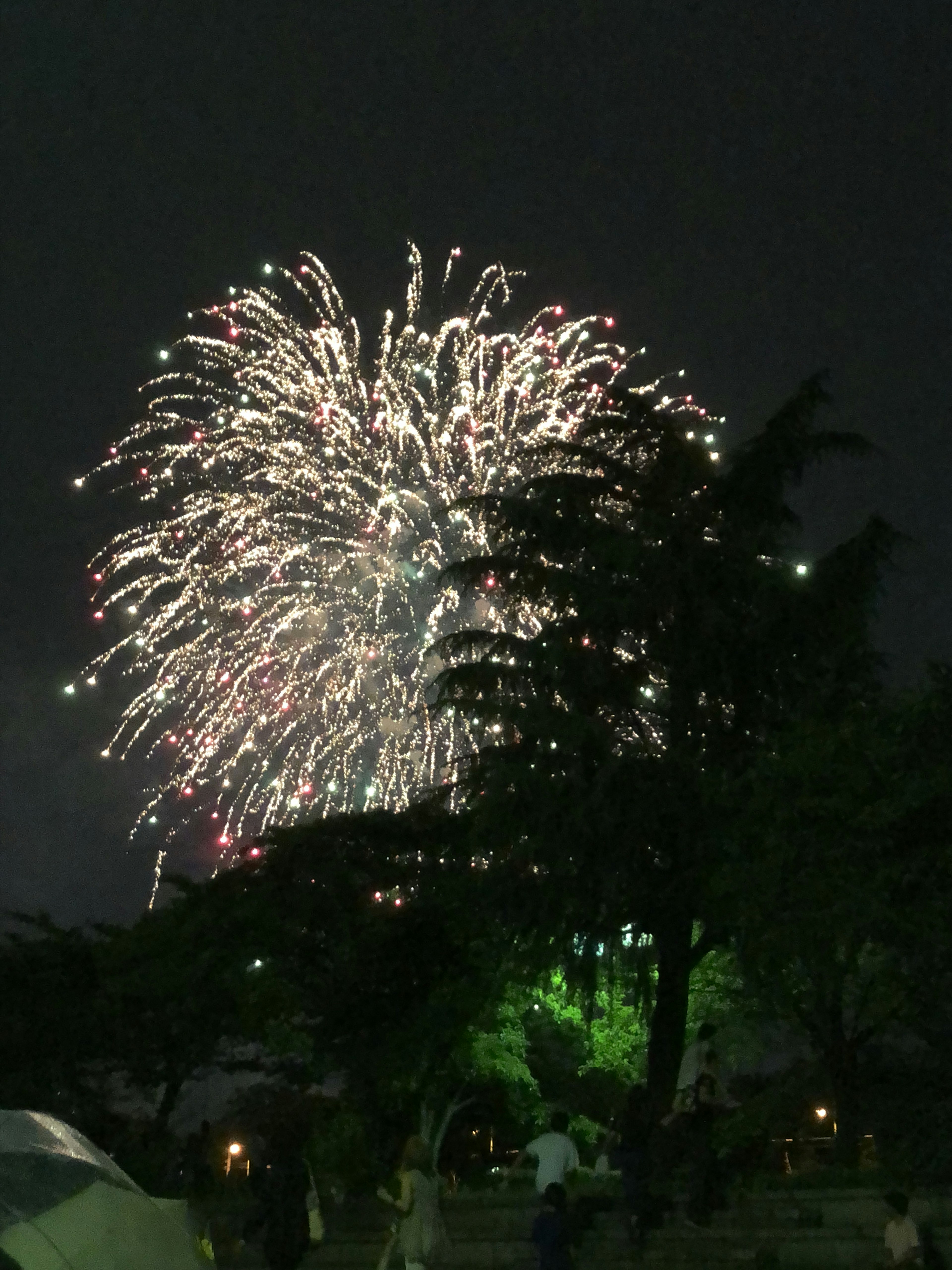 Fireworks bursting in the night sky with tree silhouettes