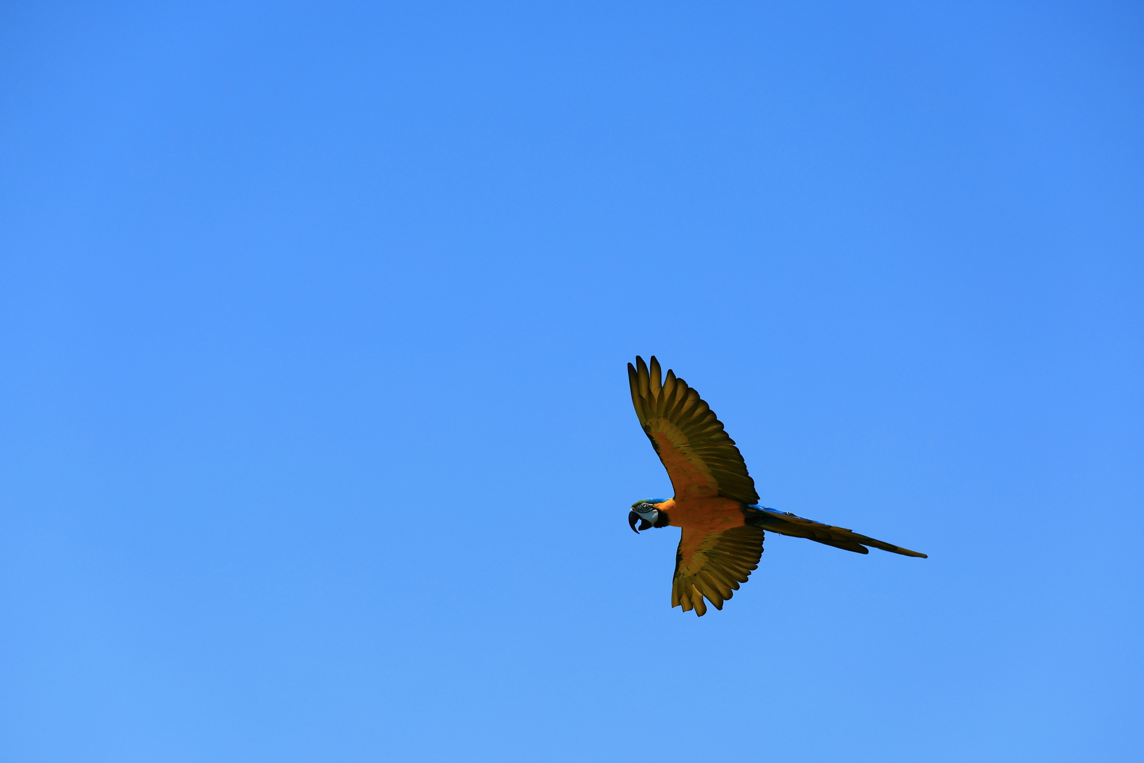 Pappagallo colorato che vola contro un cielo blu chiaro