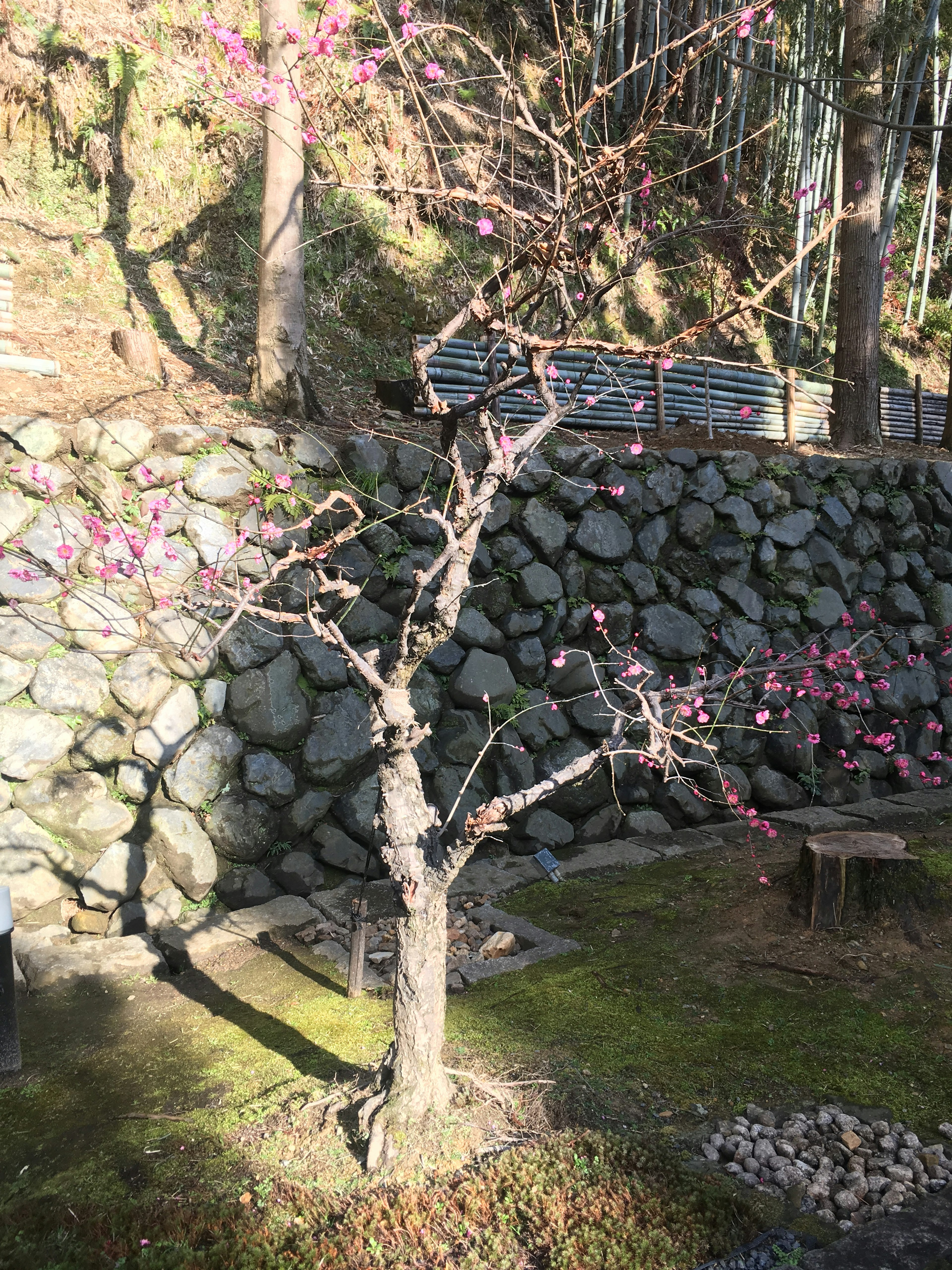 石垣の前に立つ桜の木とその花